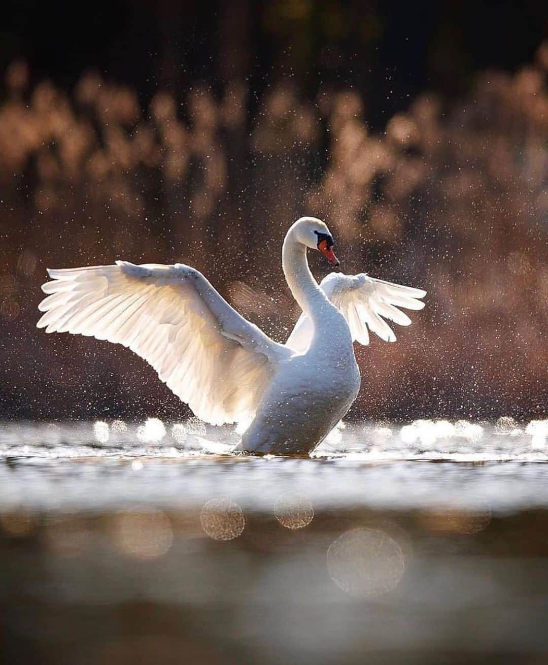 花井瑠美のインスタグラム：「メッセージ落ちてきた  みんな羽がついてる🕊 羽がついてる事を思い出したら どこでも飛んでいける🌍  魂の世界では 愛が強いほど勝利するんだよね  愛は勝つ  霊的な世界では  愛情が強いものの言うことは なぜか言うことを聞いてしまう  という スピリチュアルの法則がある。  愛情の強い人の 依頼から叶えてしまうという 心の法則が人間にはあるのだね。  #love #spaceworld #myworld #思い出せば良いだけ #自由であること #天使の羽  #愛しかない #スピリチュアル #メッセージ  #floworld #🛸」