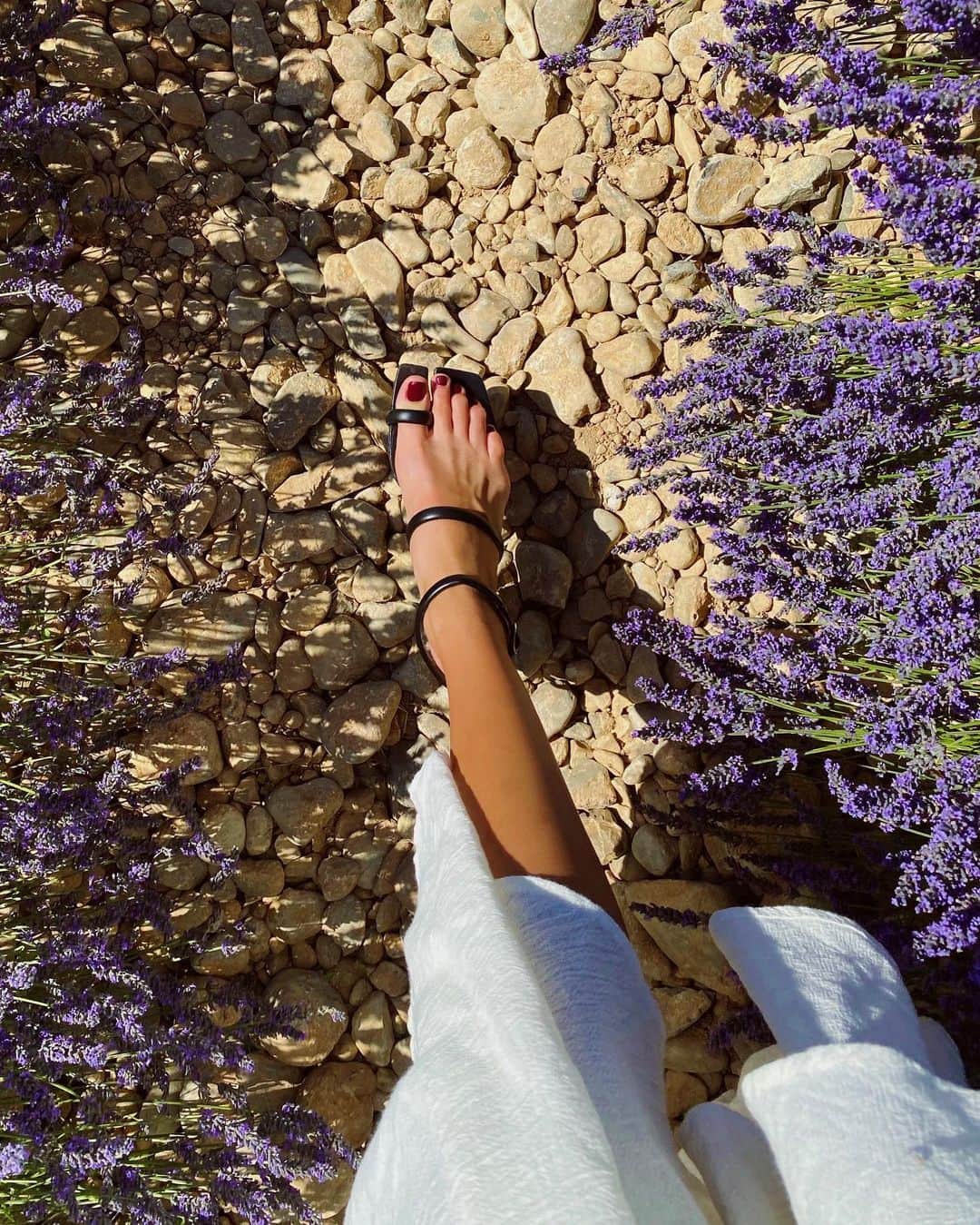 アンナ・アンドレスさんのインスタグラム写真 - (アンナ・アンドレスInstagram)「On our way to Valensole... #sunday 🌾 #provence #lavenderfields」7月6日 2時37分 - ann.andres
