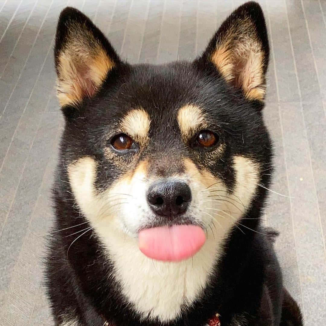 vo_coのインスタグラム：「👅 水害の被害がこれ以上広がりませんように… * #shibastagram #instashiba #shiba #shibainu #黒柴 #柴犬」