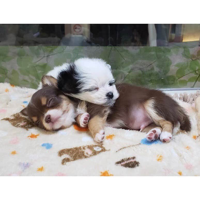 葉月樹里のインスタグラム：「うちにくるまえに、ペットショップの方が撮ってくれてた写真🐶❤️  . .  くそかわええシリーズ🐼  . . .  #葉月樹里 #soiréeine #ソワレーヌ #マルチーズ #ポメラニアン #マルポメ #ポン太社長 #どくそかわええ」