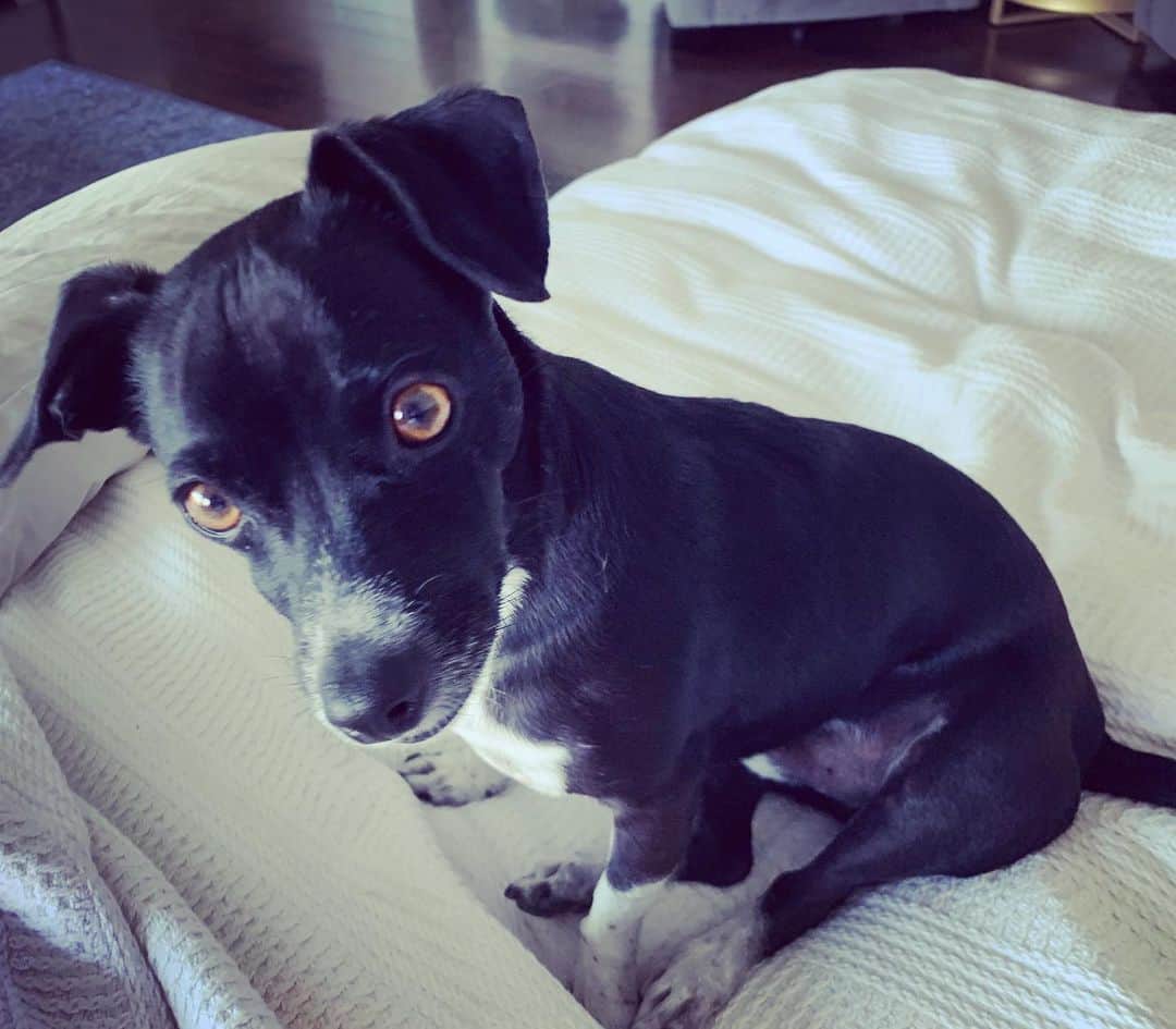 キャシー・グリフィンのインスタグラム：「Kathy, may I interest you in getting me some dinner?  #dogsofinstagram  #dog」