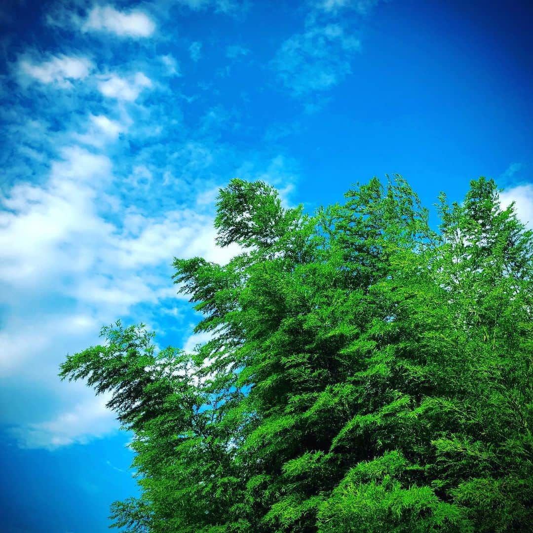 羽原信義さんのインスタグラム写真 - (羽原信義Instagram)「ゆったりと流れる風にたなびく緑。あまりにも気持ち良くて撮りましたが、ムービーモードにすれば良かったかも。。。」7月6日 4時46分 - nobuyoshi_habara