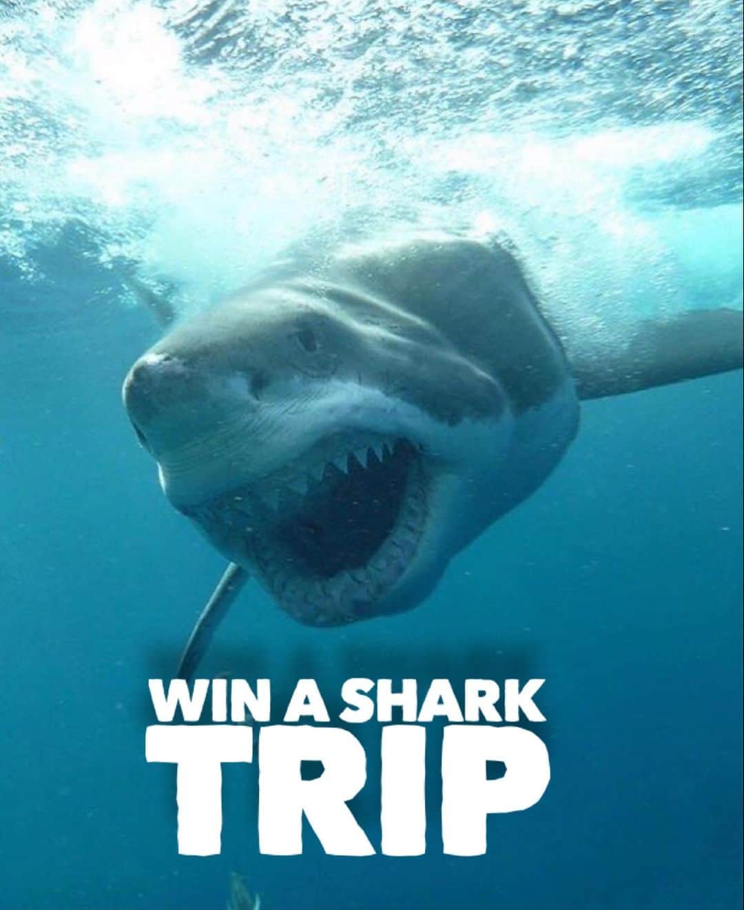 WildLifeさんのインスタグラム写真 - (WildLifeInstagram)「Shark GIVEAWAY!😍👇🏻 During these difficult times we want to give you something to look forward to:  We are giving you a chance to win a Shark trip IN AUSTRALIA with @calypsostarcharters! flights and accommodation included, To WIN:  1.GO Follow: @discoversharkstours and also follow every account they are following (it only takes 20 seconds to follow all 23 accounts)  2. Like this post  3. Tag a friend (1 tag = 1 entry, enter as many times as you wish). 4. (Bonus) Share this post on your IG Story for an additional entry!  The winner will be chosen randomly ‪on July 25th 2020 & announced on @discoversharkstours account.  Please Note: This sweepstake is in no way sponsored, administered, or associated with Instagram, PayPal, TransferWise, or any Brands in the contest images. By entering, entrants confirm they are 18+ years of age, release Instagram of responsibility, and agree to Instagram's term of use. ( 📷 @calypsostarcharters ) #greatwhitesharks #greatwhiteshark #cagediving」7月6日 4時49分 - wildlifepage