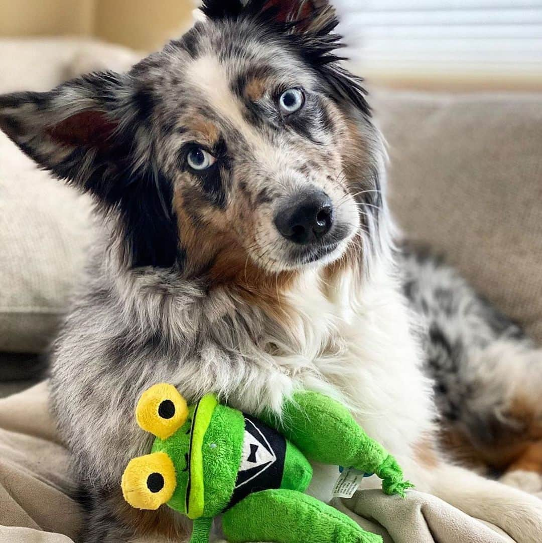 BarkBoxさんのインスタグラム写真 - (BarkBoxInstagram)「Just a taste of some of the *chef's kiss* PERFECTION we witnessed this month⁠ ⁠. . . @lily_the_aussie⁠ @pupcadia⁠ @thebarleyg⁠ @bingobronson.son⁠ @one_eyed_finn⁠ @bennyteddydoubletrouble⁠ @extra.ordinlarry⁠ @lilyandpennycavs」7月6日 4時53分 - barkbox