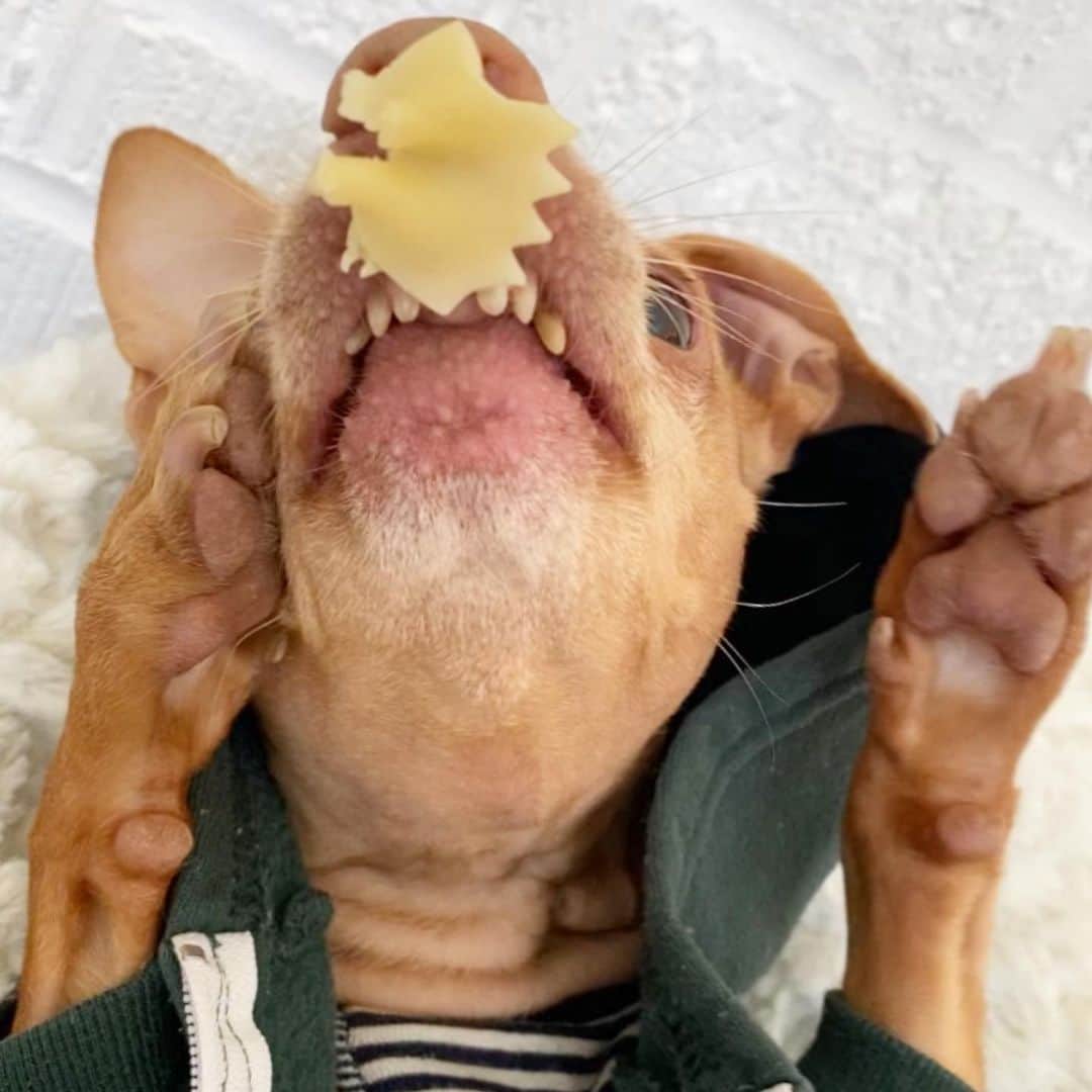Tuna {breed:chiweenie} さんのインスタグラム写真 - (Tuna {breed:chiweenie} Instagram)「The next several slides are intended to be a tutorial of what to do in the event that you ever get a bowtie noodle stuck to your nose. #yourewelcome Ps: I did not post the outcome because I want you guess. Do you think Tuna successfully got the noodle in his mouth? Yes or no? I’ll post the answer in stories tomorrow.」7月6日 5時42分 - tunameltsmyheart