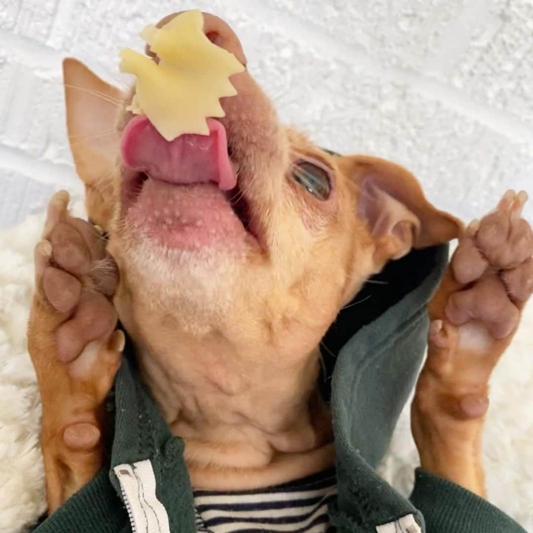 Tuna {breed:chiweenie} さんのインスタグラム写真 - (Tuna {breed:chiweenie} Instagram)「The next several slides are intended to be a tutorial of what to do in the event that you ever get a bowtie noodle stuck to your nose. #yourewelcome Ps: I did not post the outcome because I want you guess. Do you think Tuna successfully got the noodle in his mouth? Yes or no? I’ll post the answer in stories tomorrow.」7月6日 5時42分 - tunameltsmyheart