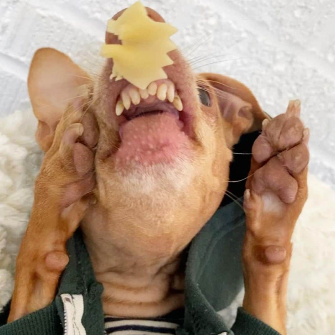 Tuna {breed:chiweenie} さんのインスタグラム写真 - (Tuna {breed:chiweenie} Instagram)「The next several slides are intended to be a tutorial of what to do in the event that you ever get a bowtie noodle stuck to your nose. #yourewelcome Ps: I did not post the outcome because I want you guess. Do you think Tuna successfully got the noodle in his mouth? Yes or no? I’ll post the answer in stories tomorrow.」7月6日 5時42分 - tunameltsmyheart