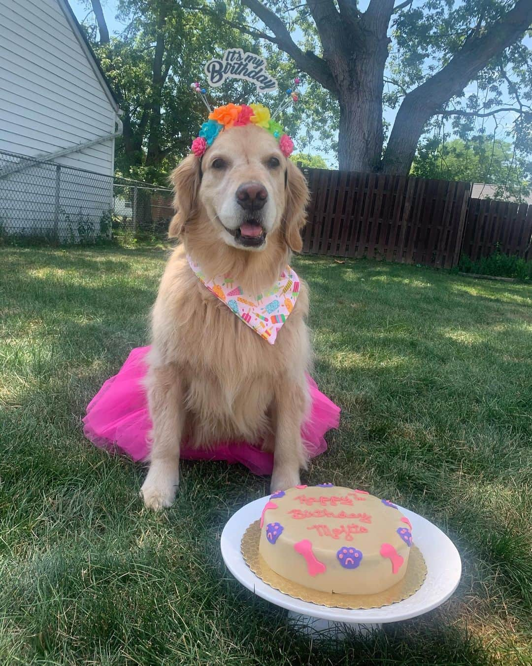 モヒートさんのインスタグラム写真 - (モヒートInstagram)「It’s my 7th birthday 🎉🎉🎉🎉 my mommy is really sick but she and daddy did their best at making my birthday special 💜  ------------------------------- #chewy #goldensofig #goldenretriever  #goldenretrieversofinstagram #betterwithpets #dogsofig  #dogsofinstagram #fluffypack #gloriousgoldens #welovegoldens #ilovemydog #goldenlife #bestwoof #ProPlanDog #ilovegolden_retrievers #mydogiscutest #retrieversgram #dogsofcle #birthdaygirl #birthday #cake」7月6日 5時59分 - mojito_rose_family