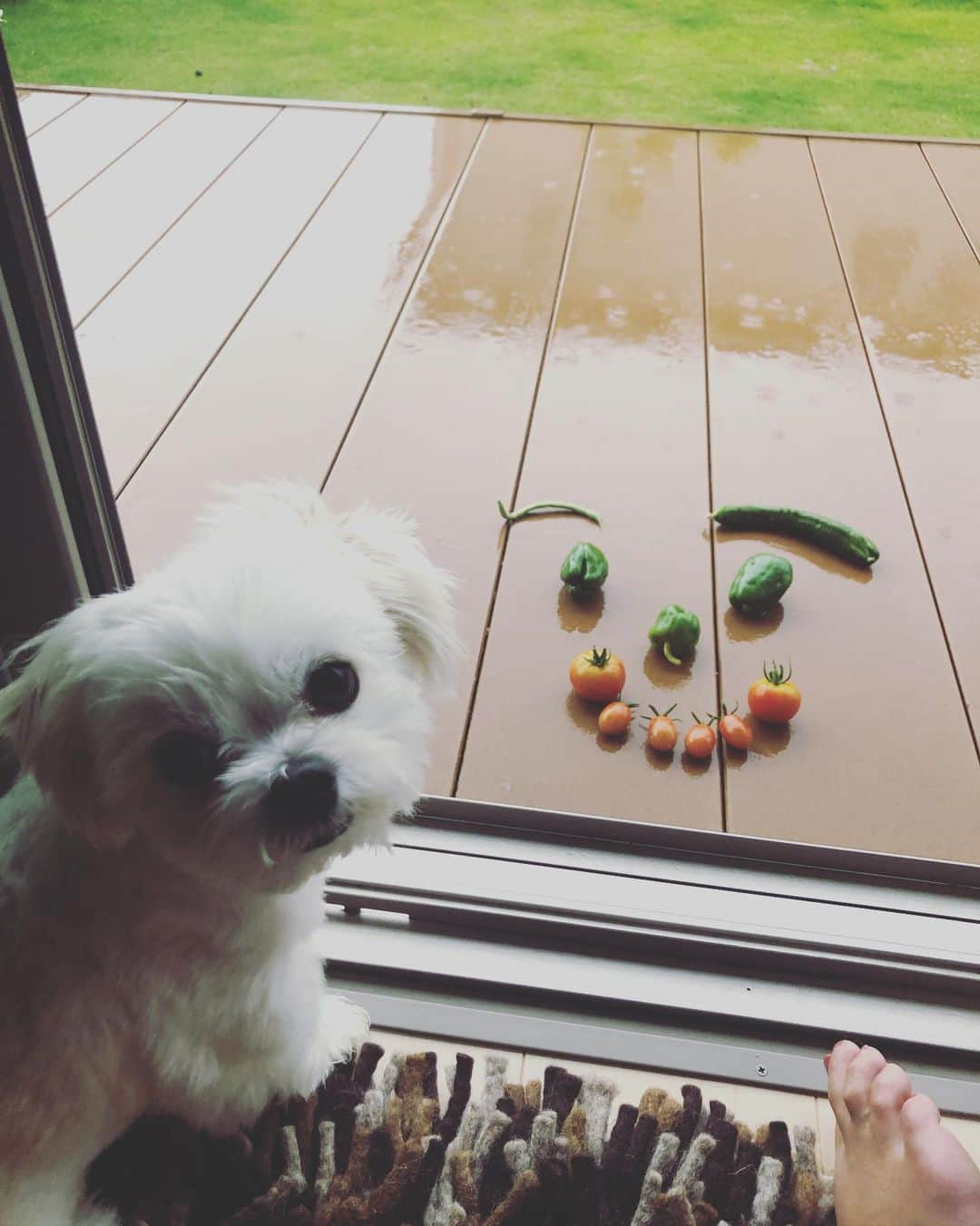 小野真弓さんのインスタグラム写真 - (小野真弓Instagram)「おはようございます☔️ 雨降り月曜日🐸🍃新しい週が始まりました。 気になる事、心配な事は沢山ありますが、、 心穏やかに、笑顔で過ごせますように🌈 今日も良い一日を(*´-`) #収録#衣装#水色ワンピ#雨色ワンピ#空色ワンピ#家庭菜園#トマト#ピーマン#胡瓜#インゲン#ちびちび収穫#今朝の収穫#いぬのいる暮らし #チワワ#チワマル#doglover #千葉暮らし ソファに集合🐶🐶🙋‍♀️だつりょくー🦶皆んなでくっついてると安心だよね☺️留守番後は尚更べったりさん🐾 大丈夫。今日は一緒だよ(*´꒳`*)🏡」7月6日 6時50分 - hanaharuaroi