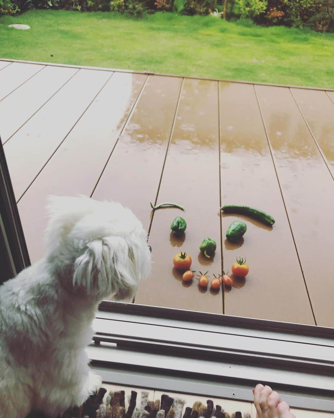 小野真弓さんのインスタグラム写真 - (小野真弓Instagram)「おはようございます☔️ 雨降り月曜日🐸🍃新しい週が始まりました。 気になる事、心配な事は沢山ありますが、、 心穏やかに、笑顔で過ごせますように🌈 今日も良い一日を(*´-`) #収録#衣装#水色ワンピ#雨色ワンピ#空色ワンピ#家庭菜園#トマト#ピーマン#胡瓜#インゲン#ちびちび収穫#今朝の収穫#いぬのいる暮らし #チワワ#チワマル#doglover #千葉暮らし ソファに集合🐶🐶🙋‍♀️だつりょくー🦶皆んなでくっついてると安心だよね☺️留守番後は尚更べったりさん🐾 大丈夫。今日は一緒だよ(*´꒳`*)🏡」7月6日 6時50分 - hanaharuaroi