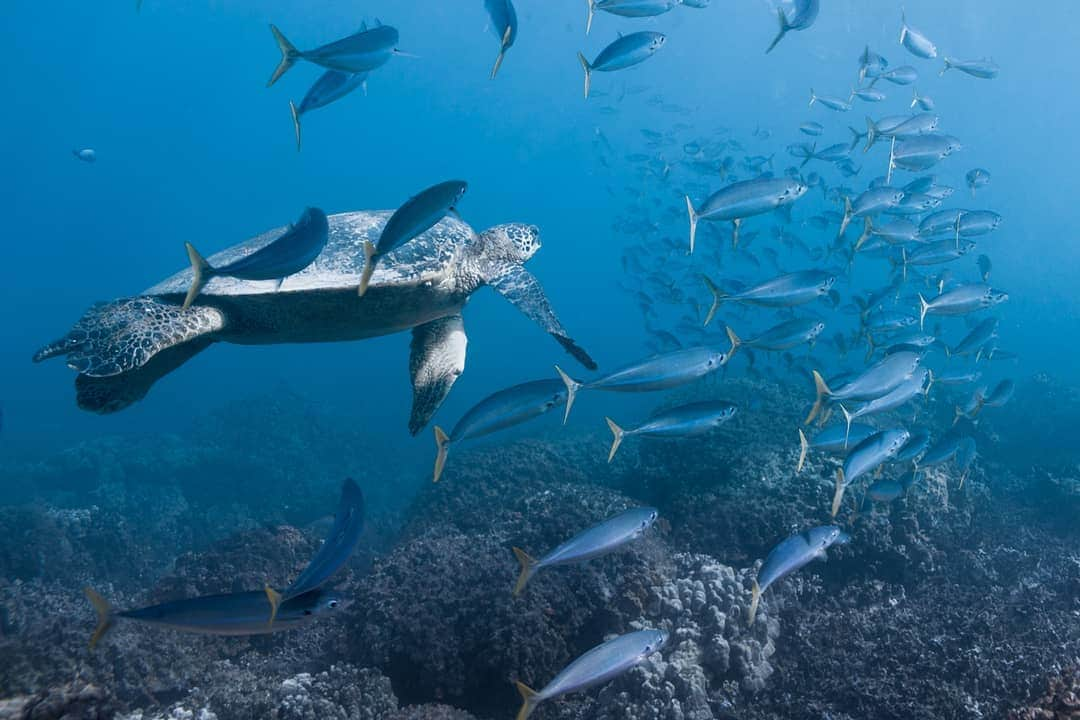 And Youさんのインスタグラム写真 - (And YouInstagram)「We're moving slow this morning after last night's celebrations 🐢. ​. ​. ​. ​. ​. ​#slow #themorningafter #tired #sleepy #seaturtle #honu」7月6日 6時59分 - dolphinsandyou