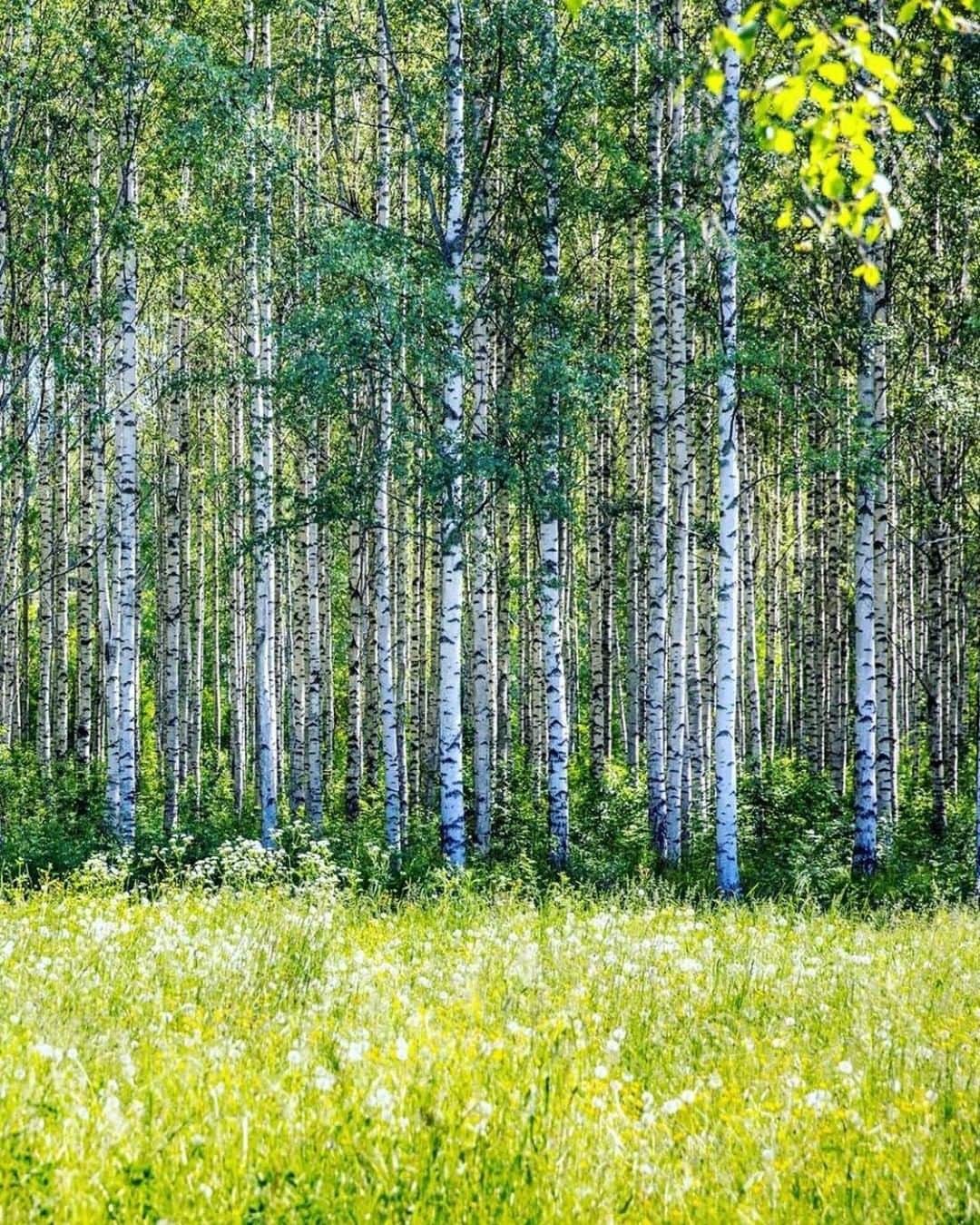 フィンランド政府観光局さんのインスタグラム写真 - (フィンランド政府観光局Instagram)「白樺の森で森林浴をしている自分の姿を想像して、深呼吸してみましょう。🍃 ． @j.vaahtera さんの写真。Kiitos！  #ourfinland #visitfinlandjp # #finland #北欧旅行 #travelgram #フィンランド #フィンランド政府観光局 #北欧 #travel #instatravel #travel #travelgram #travelling #traveler #おうちで北欧を楽しもう #おうちフィンランド #旅を夢見て #北欧に行きたい気持ちを満たそう #森 #森林浴 #白樺」7月6日 7時00分 - visitfinlandjapan