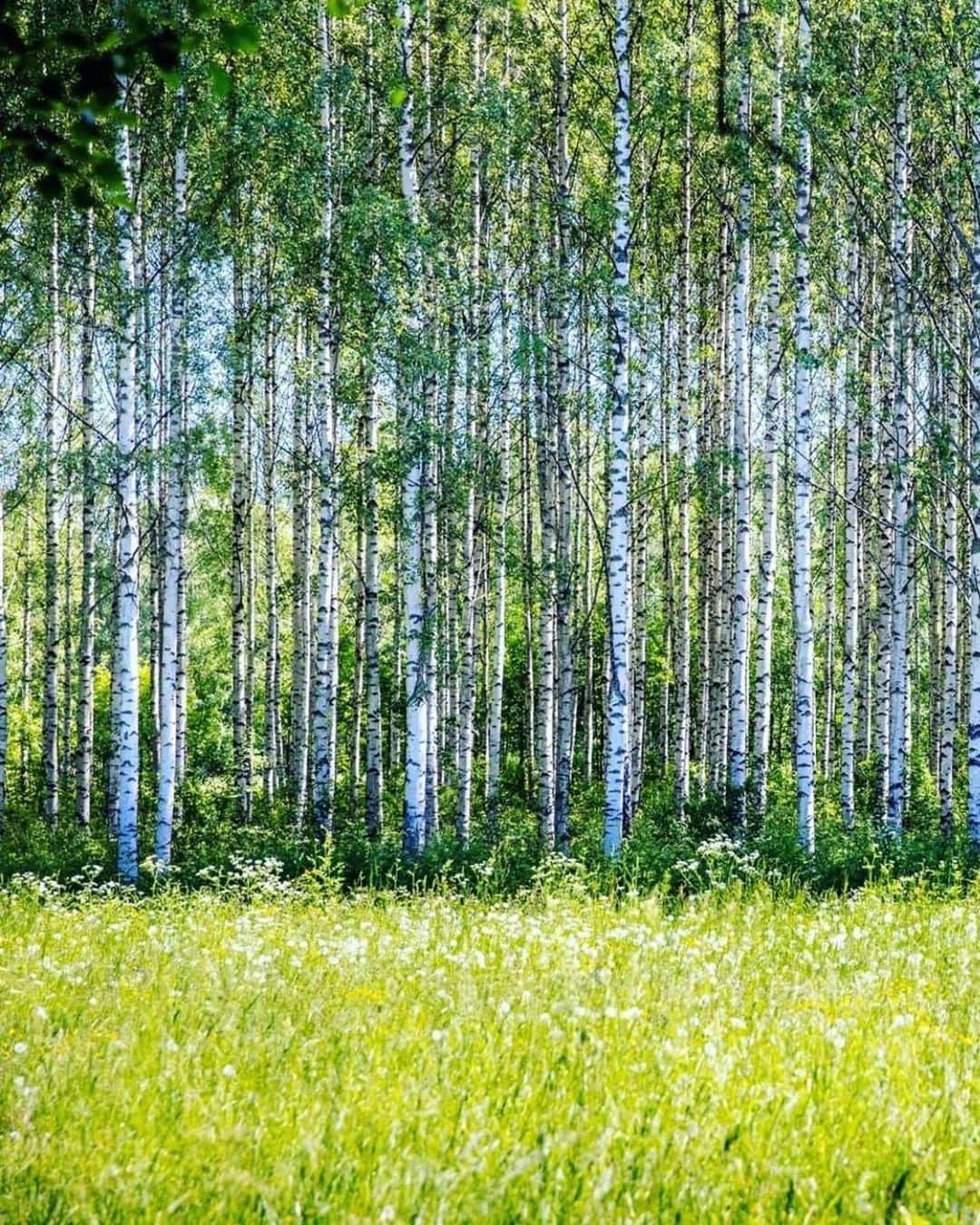フィンランド政府観光局さんのインスタグラム写真 - (フィンランド政府観光局Instagram)「白樺の森で森林浴をしている自分の姿を想像して、深呼吸してみましょう。🍃 ． @j.vaahtera さんの写真。Kiitos！  #ourfinland #visitfinlandjp # #finland #北欧旅行 #travelgram #フィンランド #フィンランド政府観光局 #北欧 #travel #instatravel #travel #travelgram #travelling #traveler #おうちで北欧を楽しもう #おうちフィンランド #旅を夢見て #北欧に行きたい気持ちを満たそう #森 #森林浴 #白樺」7月6日 7時00分 - visitfinlandjapan