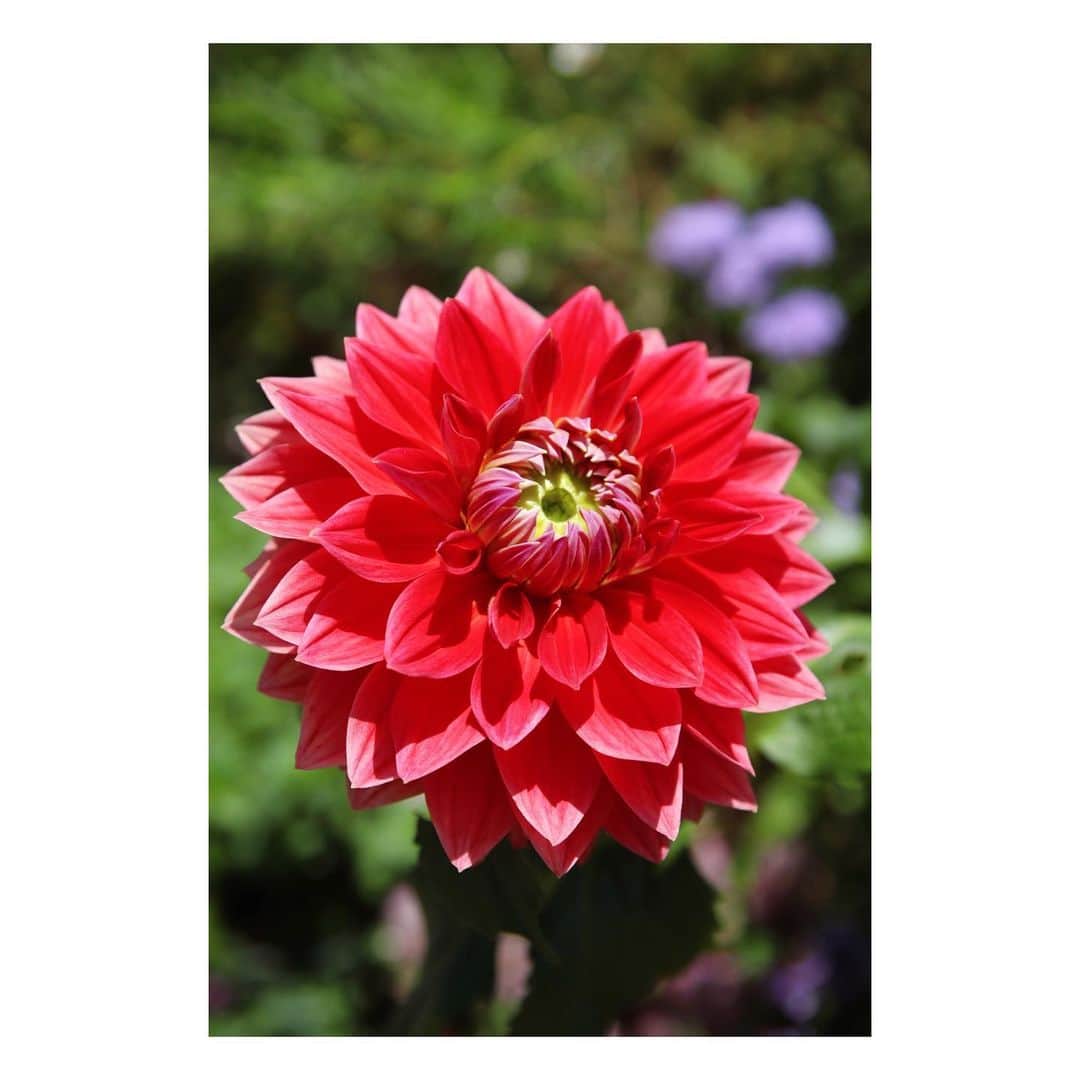 大原由美子さんのインスタグラム写真 - (大原由美子Instagram)「・ 皆さま、おはようございま〜す♬ 本日は「神戸布引ハーブ園」で撮ったお花のpicです♬ 1枚目はどの写真にしようかな〜って迷ったけど… バラにハチさんがとまりそうなところをパシャリ📸 このあと…🐝さんは花粉だらけになっていましたよ〜♬ 🐝さん、めちゃくちゃお仕事頑張ってた〜❤︎ いろいろなお花や建物を一眼レフでパシャリパシャリ。。。📸 可愛いいちごも撮りました〜🍓 またこのハーブ園に行きたいな〜♬ picを9枚postしますので… 上の⬆︎picを横に⇒⇒swipeしてくださいね❤︎ ・ #紫陽花#アジサイ#hydrangea#🐝#💐#写真を撮るのが好きな人と繋がりたい#earlysummer#季節を感じる#🌹#神戸布引ハーブ園#flower#お花好きな人と繋がりたい #best_moments_nature#神戸観光#フォトジェニック#花マップ#お写んぽ#followme#ファインダー越しの私の世界#カメラ女子#CanonEOSKissX9i#花のある暮らし#フォローミー#写真で伝えたい私の世界#一眼レフ#私の花の世界#花の写真館#カメラ好きな人と繋がりたい #ザ花部#photogenic」7月6日 7時04分 - oharayumiko0228