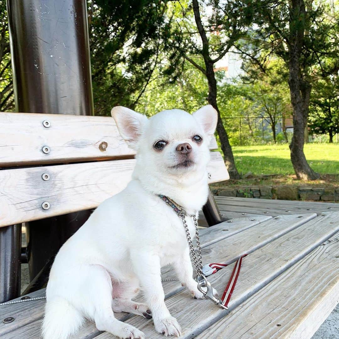 KORIKIのインスタグラム：「おはようございます♪ * #dogofsapporo #dog, #dogs, #dogstagram,#chihuahua,#犬バカ部,#チワワ,#koriki, #hanadog #白スムチ連合会, #スムチー,  #dogofthedayjp, #dogoftheday  #ilovemydog #instadog #instapet #WhiteChihuahua  #吉娃娃 #치와와  #dogsofinstagram #Chihuahualover  #ชิวาวา #チワワの輪 #barkbox #WhiteChihuahuaParty #もふもふモフモフ」