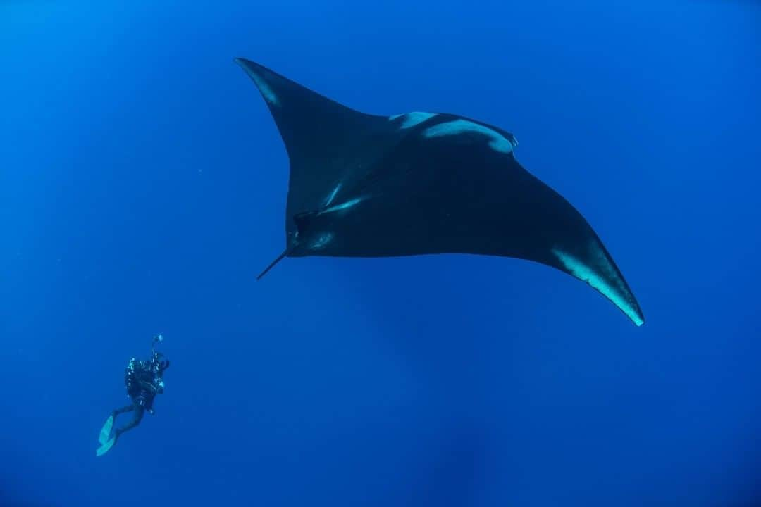 ナショナルジオグラフィックさんのインスタグラム写真 - (ナショナルジオグラフィックInstagram)「Photo by @enricsala  Diving into a pristine reef is a spiritual experience. When I’m on an expedition with @natgeopristineseas, studying the wildest places in the ocean, the best feeling is that sense of awe and wonder in the face of untamed nature. Only there can you really feel that you are a part of something bigger. Taken in the Revillagigedo Islands, Mexico.」7月6日 7時35分 - natgeo