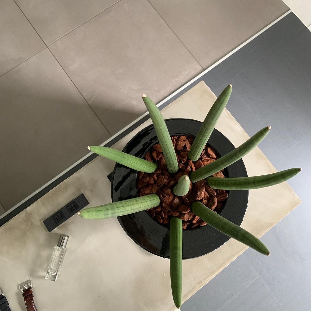 mitsuxmitsu24のインスタグラム：「It’ll became a habit 🌿 * * サンスベリアの花言葉 「永久」「不滅」 どこかで聞いたような。 * * #巨人軍は永久に不滅です  #長嶋茂雄  #サンスベリア #空気清浄効果のある観葉植物  #インターフラワーデザインズ」