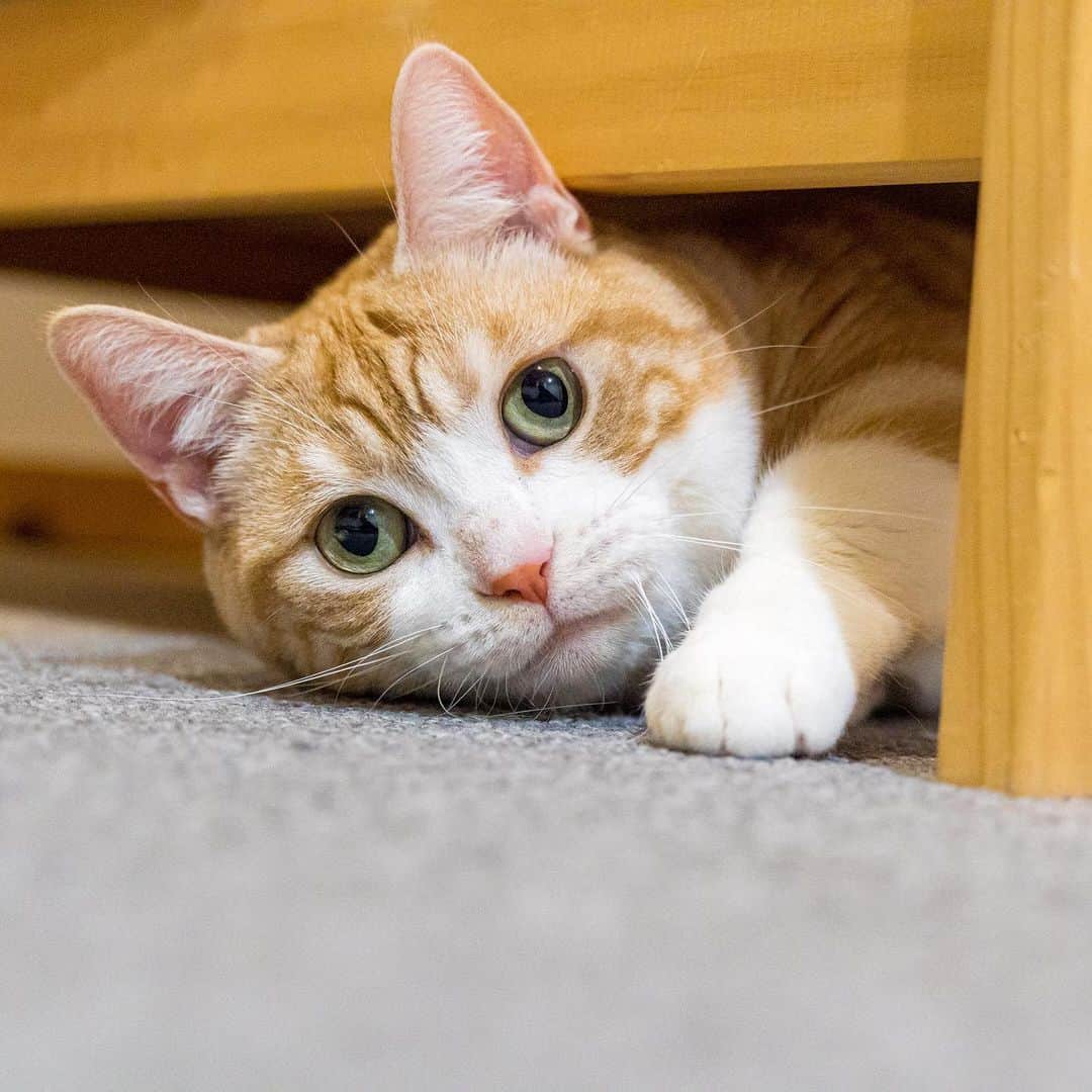 マアルのインスタグラム：「ぷりんさん #🐈 #北海道 #旭川市 #ペットホテル」