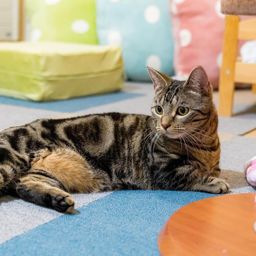 マアルのインスタグラム：「ごまさん #🐈 #北海道 #旭川市 #ペットホテル」