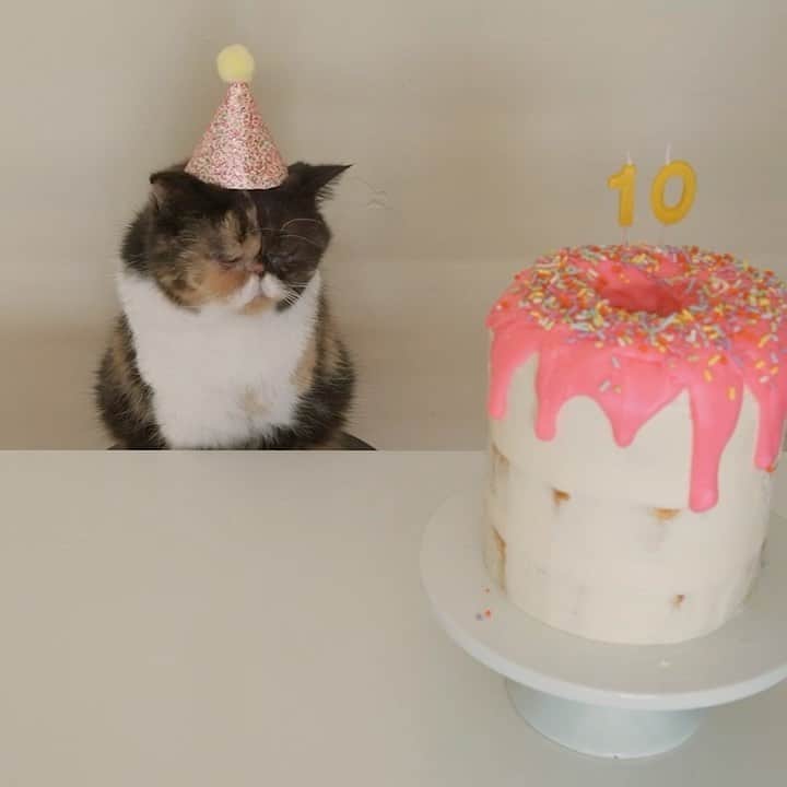 Pudgeのインスタグラム：「Today Pudge turns 10 years old! 🙀🥳 To celebrate, I baked a donut birthday cake to kick off a new YouTube series: Pudge’s Baking Show!!! Check out the link in Pudge’s bio for the full video. Comment what things you’d like to see Pudge and I bake 🍪🎂🍩 #pudgeybirthday #cancerseason♋️ #cakedecorating #donutcake」