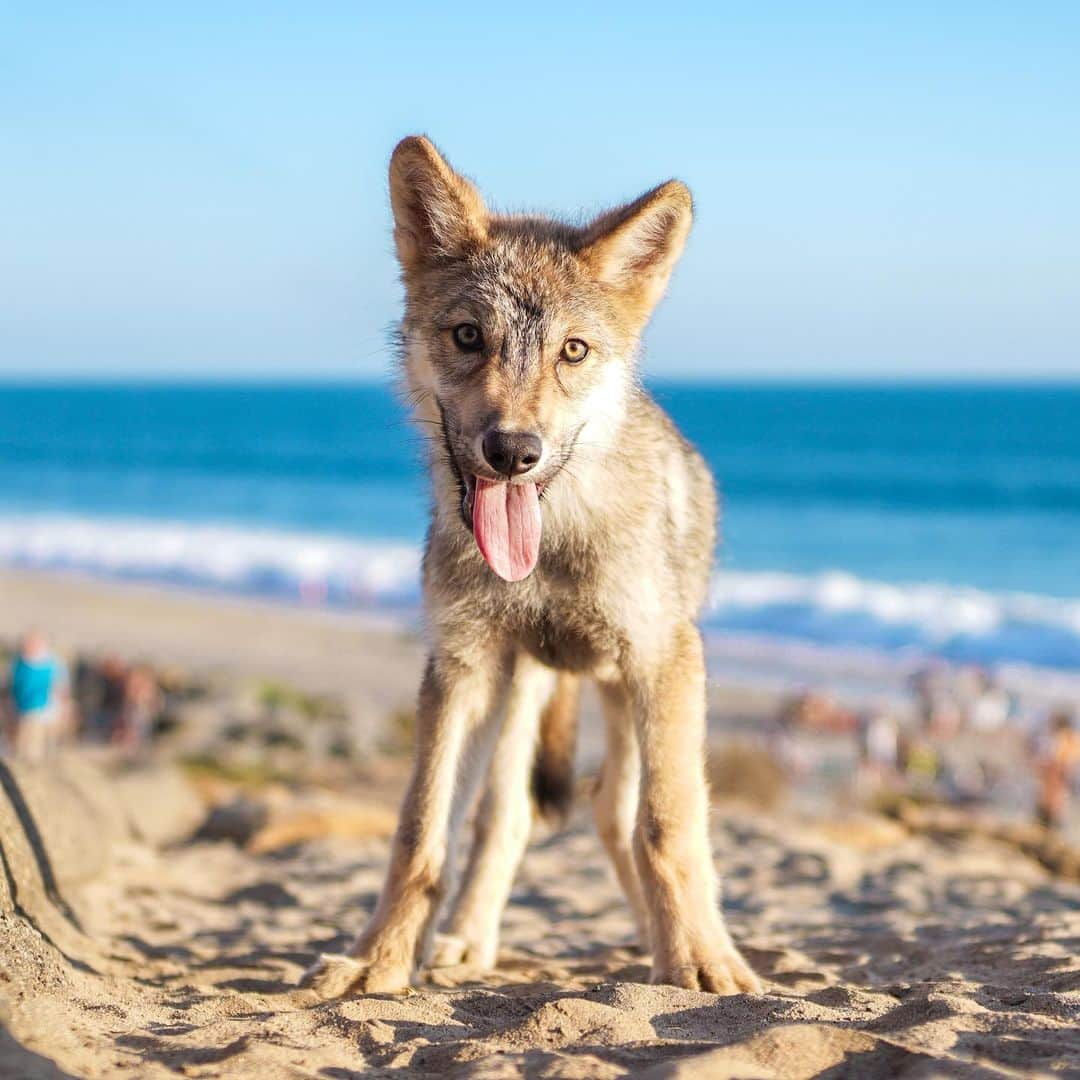 Rylaiさんのインスタグラム写真 - (RylaiInstagram)「Growing up Lucan! Living the S Cal dream!!! Hanging at the beach and picking up girls!!!  . Lucan is quickly becoming loved by so many! He is such a sweet boy full of puppy love and energy. One thing we learned is that Lucan doesn’t like the sun... so his beach days are numbered!!!  . Lucan is nicely fitting into his role as Ambassador for the #JABCECC. He was present at our private encounters today and made sure he sat in everyone’s laps!!!  . Our private encounters are available for booking on the website!  All are private and outdoors!   #📸📸 Photography by @anabeldflux  . . . #lucan #wolfdog #wolfdogsofinstagram #wolves #wolf #wolfambassador #animalencounters #animals #wolvesofig #canid #conservation #canidconservation #growinguplucan #wolfie #bigboy #puppy #puppylove #puppygram #puppyoftheday #dogs #foxencounters #sandiegosocal」7月6日 8時04分 - jabcecc