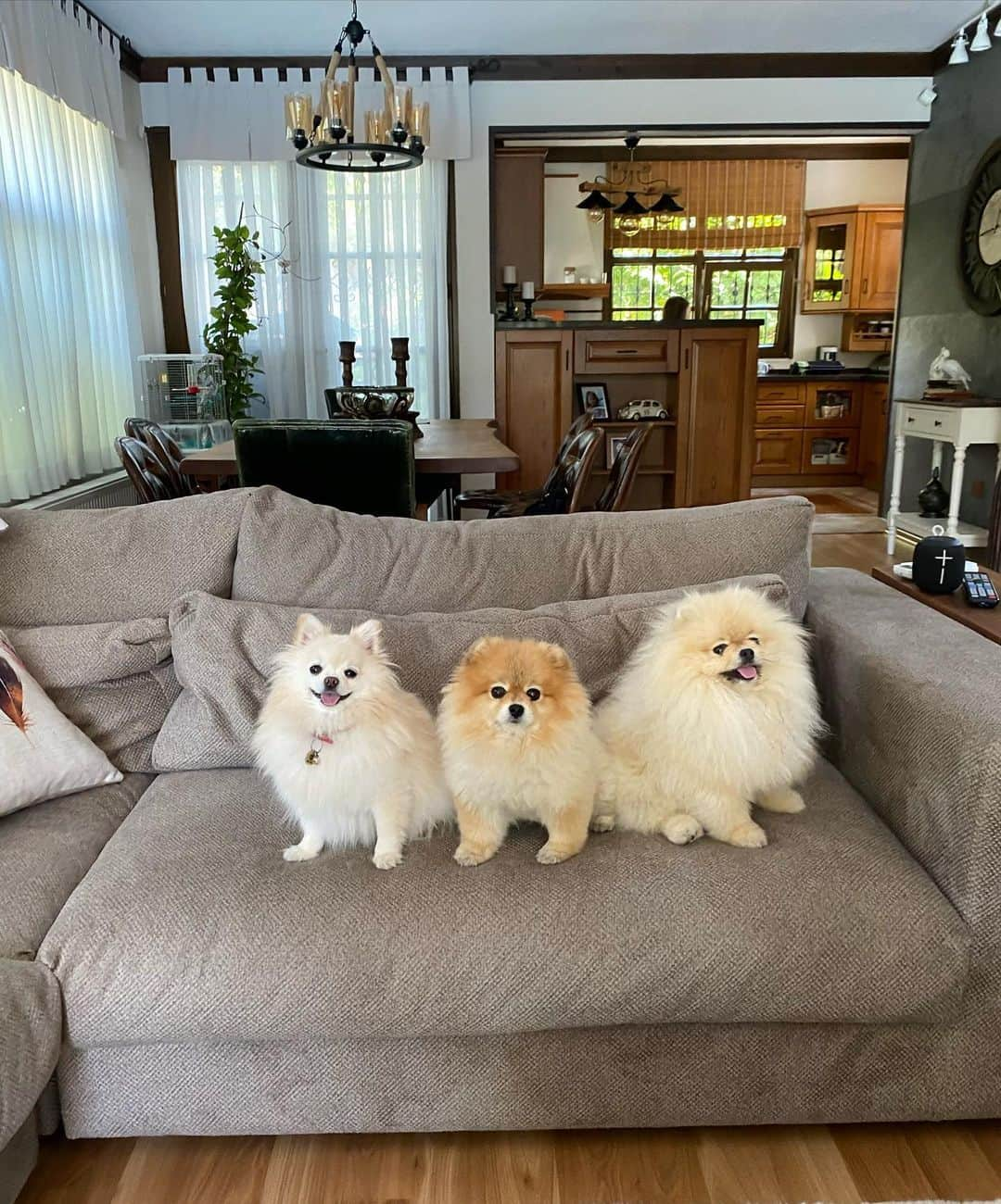 Shilaさんのインスタグラム写真 - (ShilaInstagram)「Good morningg 😃... hehe , not for Shila i think 😆」7月6日 18時57分 - shila_the_pom