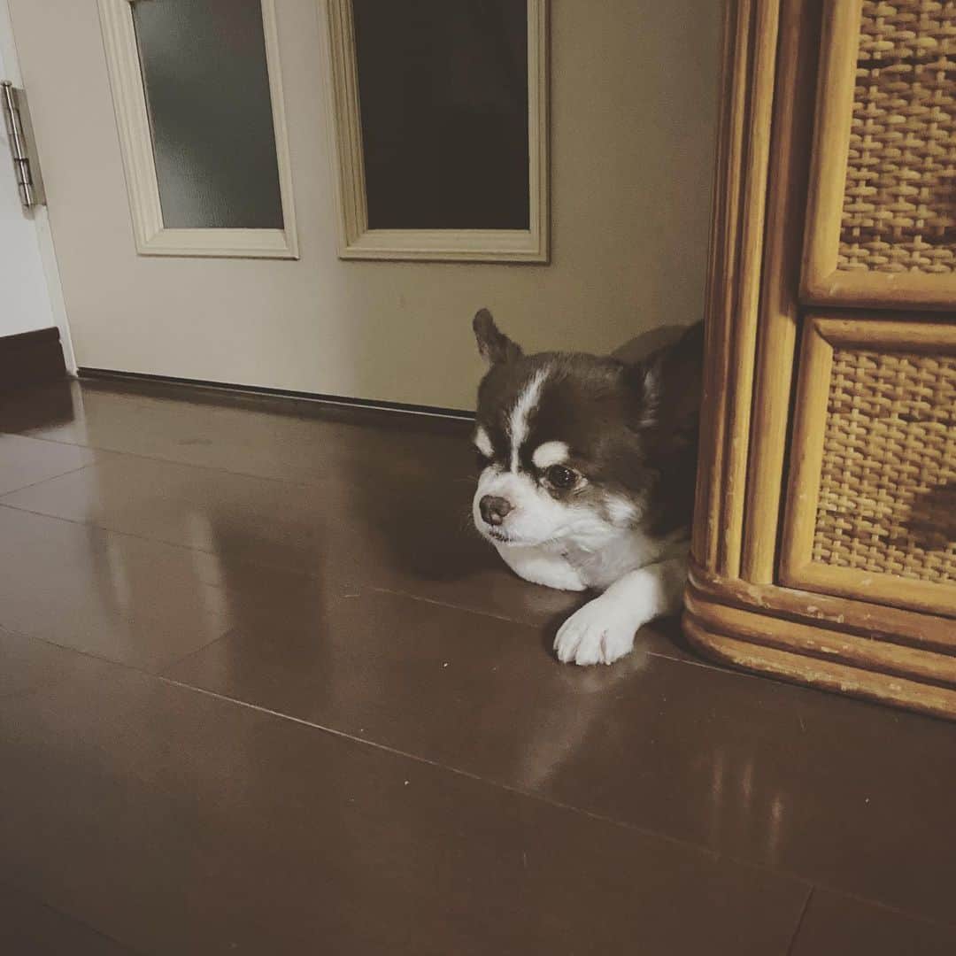 こまけいこのインスタグラム：「長年に渡って積み重なったものは簡単に取り除けない。  リラックスの仕方なんて忘れた。  #全く気持ち入れ替わってない #ネガティブループ」