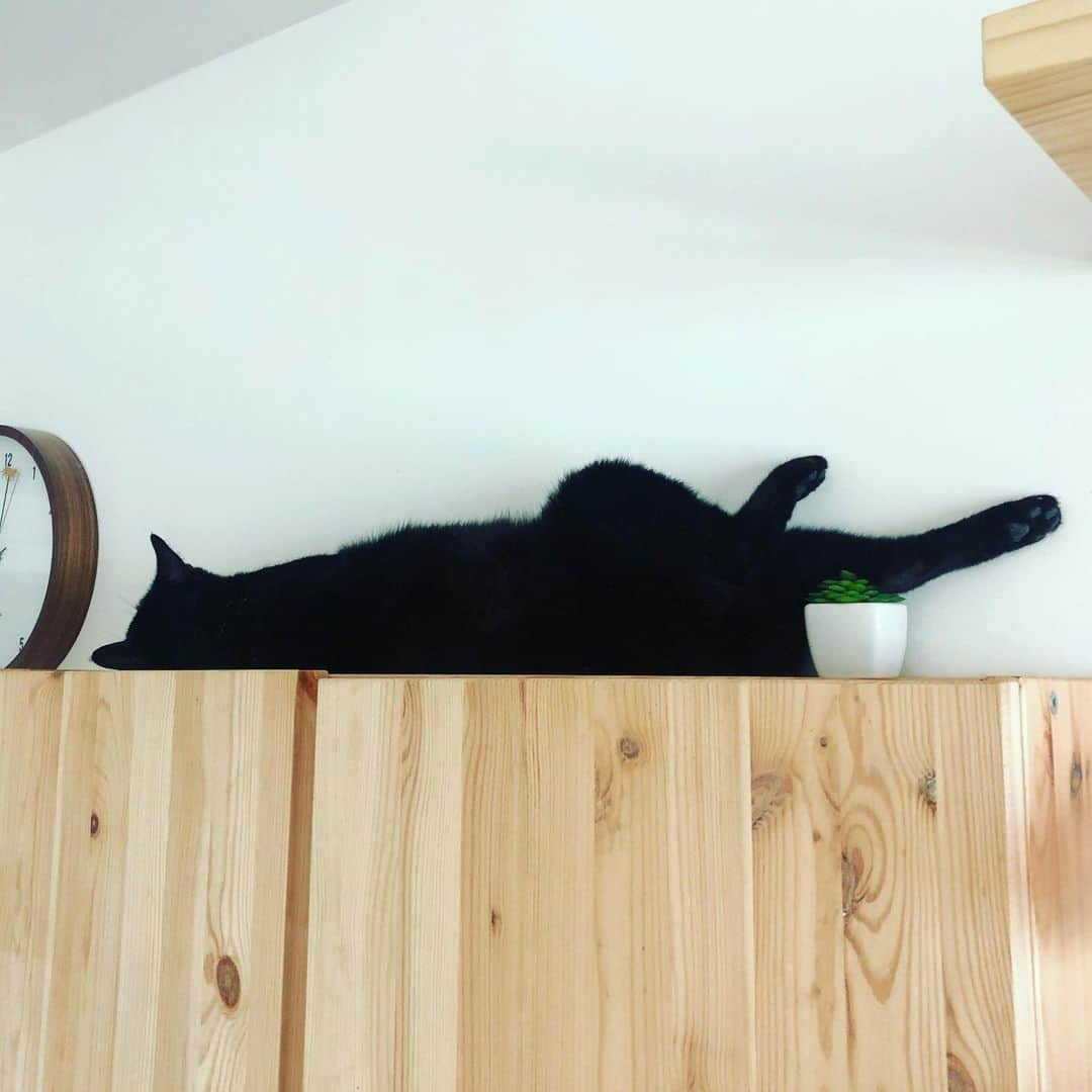 黃阿瑪的後宮生活さんのインスタグラム写真 - (黃阿瑪的後宮生活Instagram)「Socles：「我這個睡姿還可以嗎？」#Socles #黑貓 #阿瑪 #fumeancats #黃阿瑪的後宮生活」7月6日 17時46分 - fumeancat