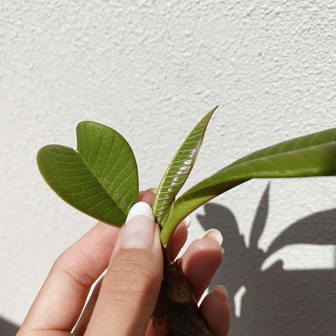 森山菜々のインスタグラム：「🌿🤍🚿 家で育ててるプルメリア。 お水あげるときハートの葉っぱ見つけて、ちいさな幸せ感じましたっ☘️✨ #プルメリア #Plumeria」