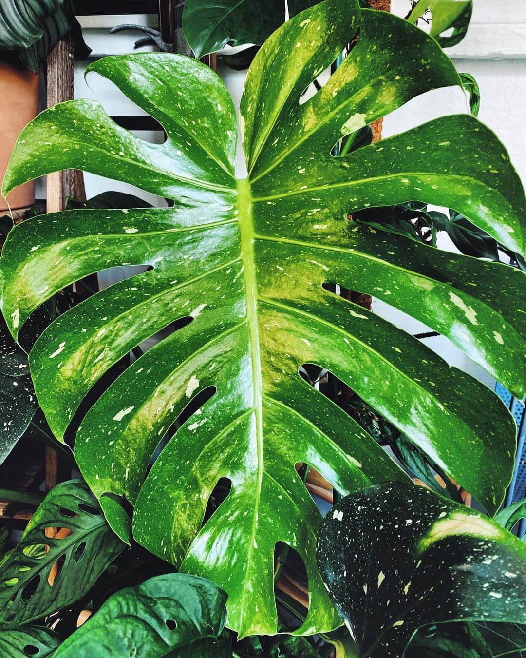 鄭碧瑩のインスタグラム：「Herman: I look pretty much just the same as yesterday you know... Me: ... but it’s #monsteramonday Herman: Oh, in that case, please get my best angle! . . . .  #plantstagram #plantsofinstagram #houseplants #plantsmakepeoplehappy #botanical #instaplants #plants #foliage #plantflife #springintoplants #plantlady #plantpotters #crazyplantlady #houseplantclub #helloplantlover #plantshelfie #houseplantsofinstagram #houseofplantlovers #junglecollective #vsco #monstera #vscogrid #vscoplants #gardeningsg #urbanjunglebloggers #sgplantclub #plantnerd #thaiconstellation #monsterathaiconstellation」