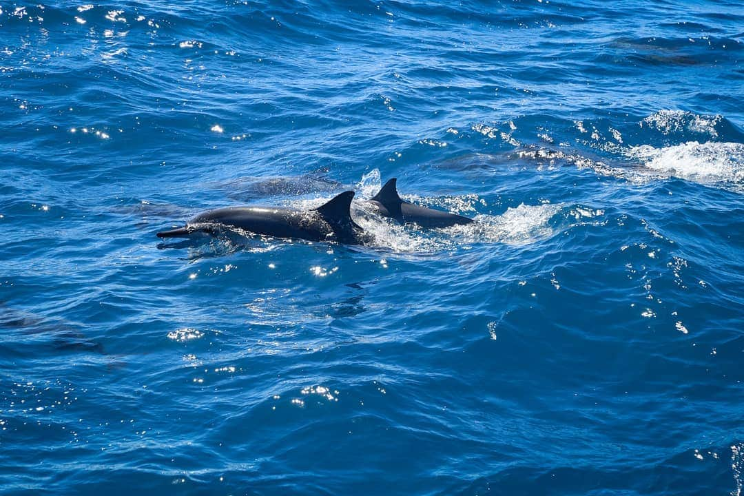 And Youさんのインスタグラム写真 - (And YouInstagram)「Decades of research has shown dolphin males team up in groups of two to three. This improves their chances at finding and breeding with females, which live in their own family-based pods. ​. ​. ​. ​. ​. ​#discoverocean #oceanfacts #trivia #dolphins #dolphinsofinstagram #oceaninformation」7月6日 10時27分 - dolphinsandyou