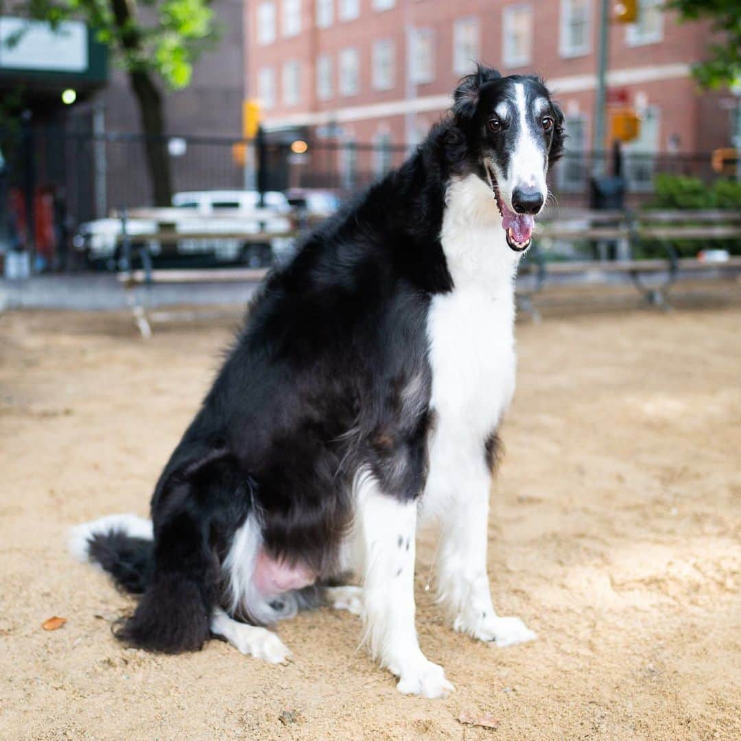 The Dogistさんのインスタグラム写真 - (The DogistInstagram)「Nova, Borzoi (5 y/o), Washington Square Park, New York, NY • “He was the original ‘long boy’ on @onlylongdoggos. He once ate a whole rack of ribs. They were on the counter and I went out and came back and didn’t even notice anything because there was no mess. Three days later he pooped out twelve bones.” @novatheborzoi」7月6日 10時27分 - thedogist