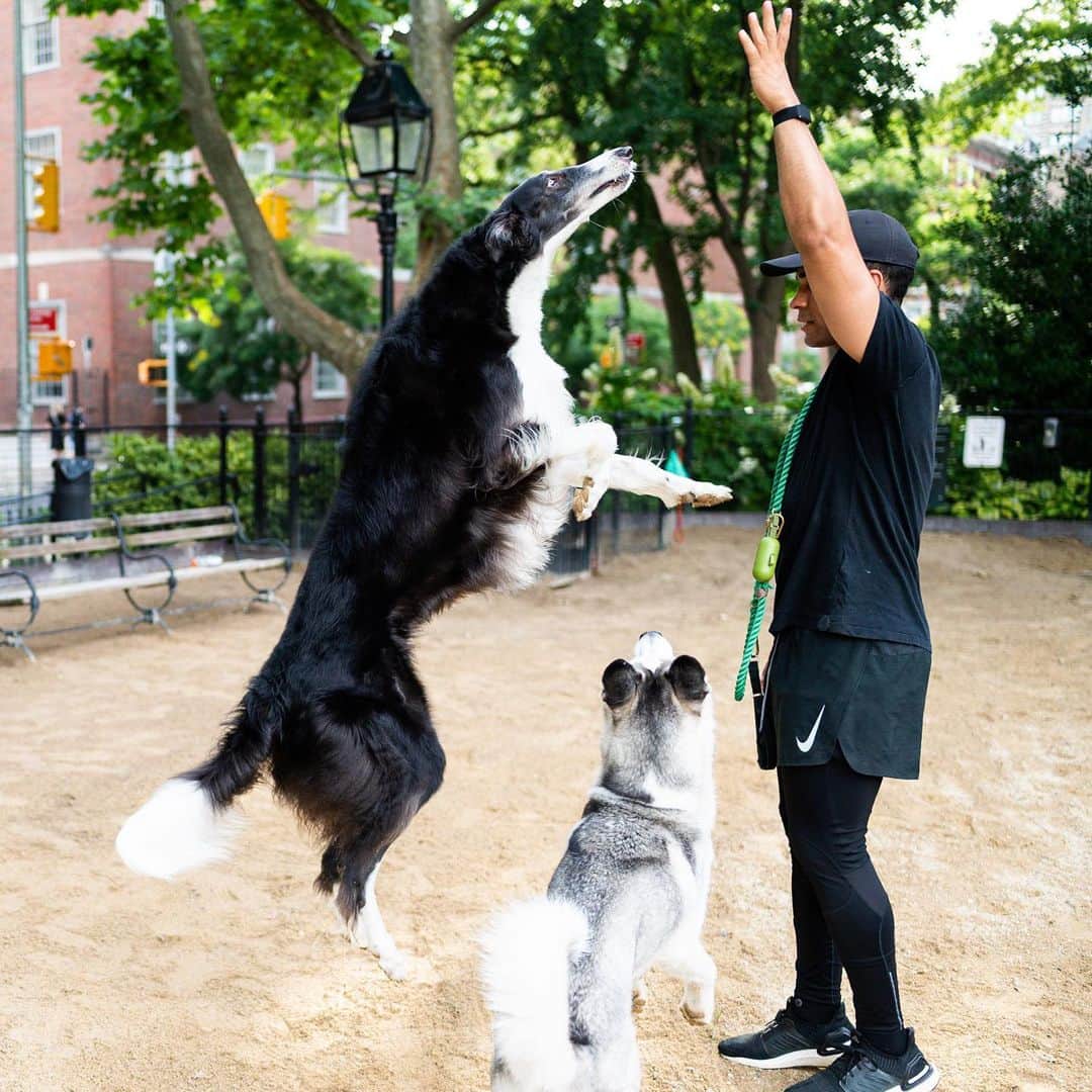 The Dogistさんのインスタグラム写真 - (The DogistInstagram)「Nova, Borzoi (5 y/o), Washington Square Park, New York, NY • “He was the original ‘long boy’ on @onlylongdoggos. He once ate a whole rack of ribs. They were on the counter and I went out and came back and didn’t even notice anything because there was no mess. Three days later he pooped out twelve bones.” @novatheborzoi」7月6日 10時27分 - thedogist