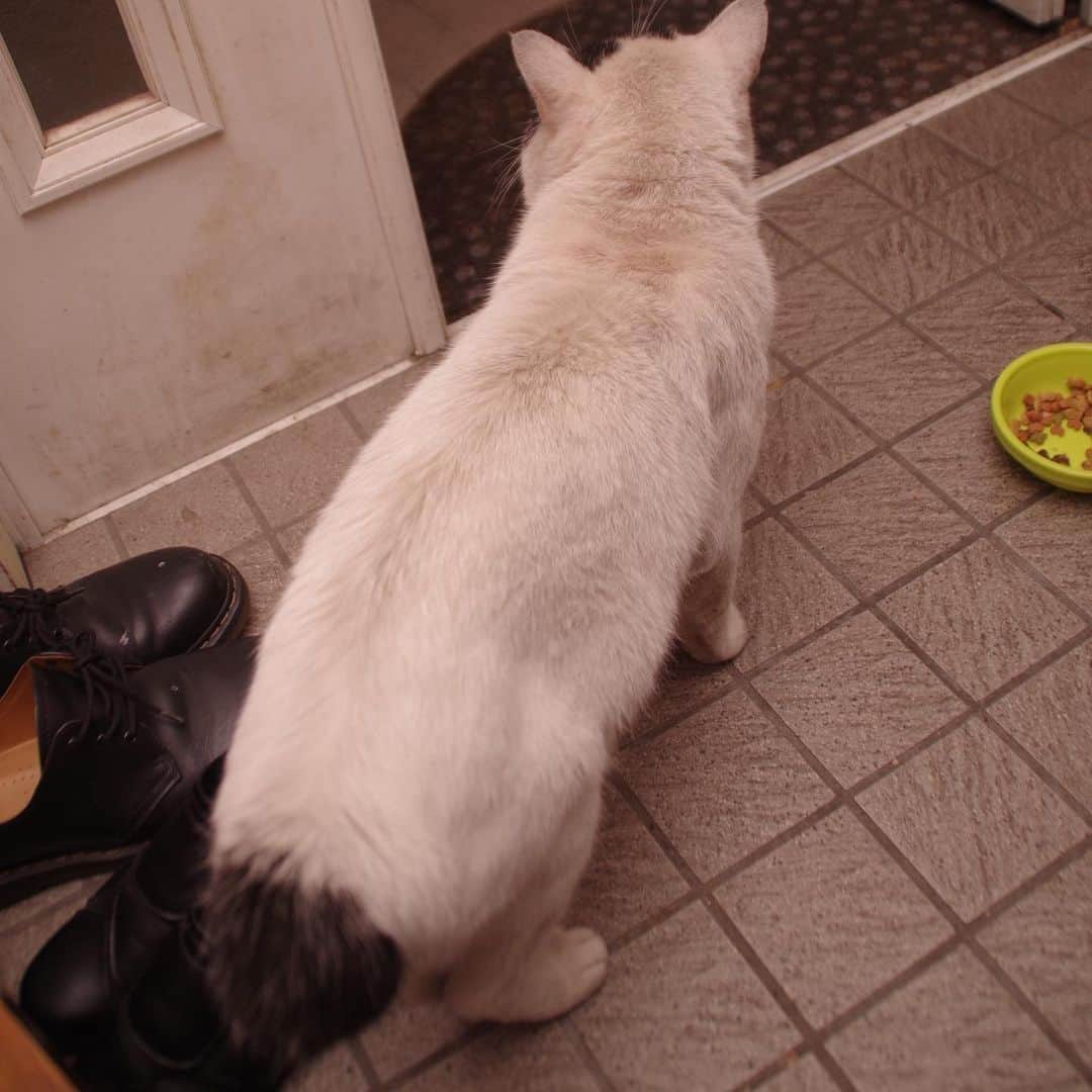 Kachimo Yoshimatsuさんのインスタグラム写真 - (Kachimo YoshimatsuInstagram)「おはようナナクロ。写真は夜だけどGood Morning Nanakuro. This is a night photo though. (Photo:2019.07.06) 1年前、玄関に入ってご飯を食べて、ちゅーるをもらって帰って行く。 耳の後ろに自分で掻いた傷があります。毎日来るのが楽しみでした。  #うちの猫ら #nanakuro #ripnanakuro #猫 #ねこ #cat #ネコ #catstagram #ネコ部 http://kachimo.exblog.jp」7月6日 10時38分 - kachimo
