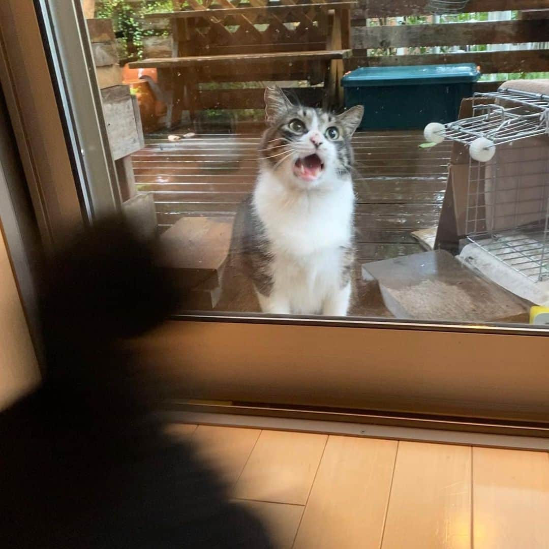 ゆたこさんのインスタグラム写真 - (ゆたこInstagram)「今朝のニャンズ❤ 今朝は強い雨が降っていたのでダンボールハウスに入ってるかな？と思ったら、入ってなくて、お庭にはノラさんしかいませんでした。 ご飯の支度をしていたらMが窓の前でご飯待ちしてて、写真を撮ろうとしてらまたソネちゃんの邪魔が入り😂 🐾 背中、びちゃびちゃだね。 そして、ダンボールハウスも上にノラさんが乗ったのかな？潰れてます😅 ノラ「違うﾆｬ。雨のせいで屋根が潰れたﾆｬ☔」 🐾 新しいダンボールハウスを用意したけれど、ちょっと小さかったかな？💦 最後は、セキュリティカメラで撮った映像です😊（8枚目から） ママちゃんはパパのご飯の支度をしていたので、ダンボールハウスに入るところを監視してくれててよかったぁ🎦 広角なので歪みはあるけれど、映像はまあまあいいよね💕暗くなると赤外線LEDに切り替わります。（夜間モードの映像は昨夜撮ったものです） Mを保護して、ケージに入っているMの様子を見たいなぁ~と買ってみたけれど、まだまだ使う機会なしかな😅 ダンボールハウスを片付ける時もダッシュで逃げてったし💦💦 🐾 ふぅ… 🐾 🐾  #野良猫保護 #元野良猫 #保護猫 #黒猫のソネちゃん #家猫修行中 #人馴れ修行中 #猫慣れ修行中 #なでなで #ねこすたぐらむ  #にゃんすたぐらむ #猫のいる暮らし #ねこ #地域猫 #さくらみみ #地域猫活動にご理解を #猫嫌いな人のために #TNR  #捕獲器セット中 #ダンボールハウス #セキュリティカメラ #ペットカメラ #ネットカメラ #猫じゃらし」7月6日 10時53分 - yutako55