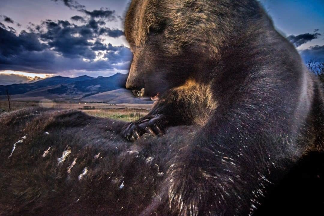 ナショナルジオグラフィックさんのインスタグラム写真 - (ナショナルジオグラフィックInstagram)「Photo by @amivitale  I have a deep respect and admiration for the grizzly bear. This gorgeous gal snuck up on me as I was putting up my first ever camera trap, so I burst out in song and thankfully she ran away. She came back 24 minutes later for dinner, and my camera caught her as the sun was going down just outside Yellowstone Park, in Montana. In their expeditions to the American West, Lewis and Clark called the brown bear “grizzled” for the pale tips on their dark fur, and the name stuck. Grizzly bears were given protection under the Endangered Species Act in the contiguous United States in 1975, and their numbers have rebounded. Today, it’s estimated there are between 1,400 and 1,700 grizzlies in the lower 48 and another 32,000 in Alaska. Follow @amivitale for more stories of wondrous wildlife and conservation successes. @nationalparkservice @natgeoimagecollection @thephotosociety #bears #grizzlybear #cameratrap #montana」7月6日 11時34分 - natgeo