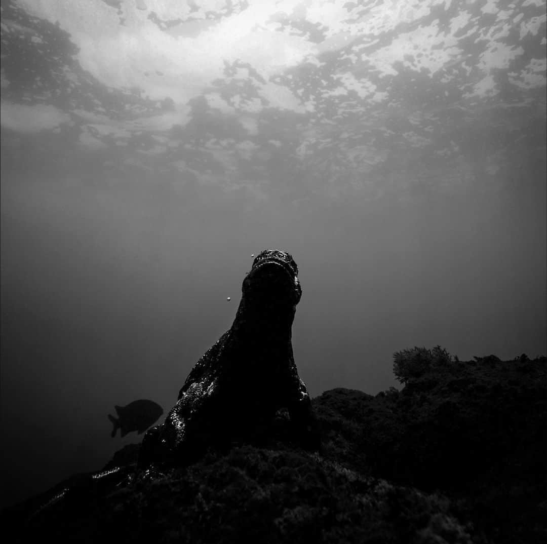 二木あいさんのインスタグラム写真 - (二木あいInstagram)「Photographed by Ai FUTAKI﻿ ﻿ #underwater #freediving #underwaterworld #onebreath #zen #tranquility #health #love #happiness #smile #life #calmness #mindfulness #communication #mind #serenity #beauty #oneness #interaction #nature #ocean #earth #coexist #connection #message #blancpainoceancommitment #mymizu #aifutaki ﻿ ﻿」7月6日 11時55分 - aifutaki