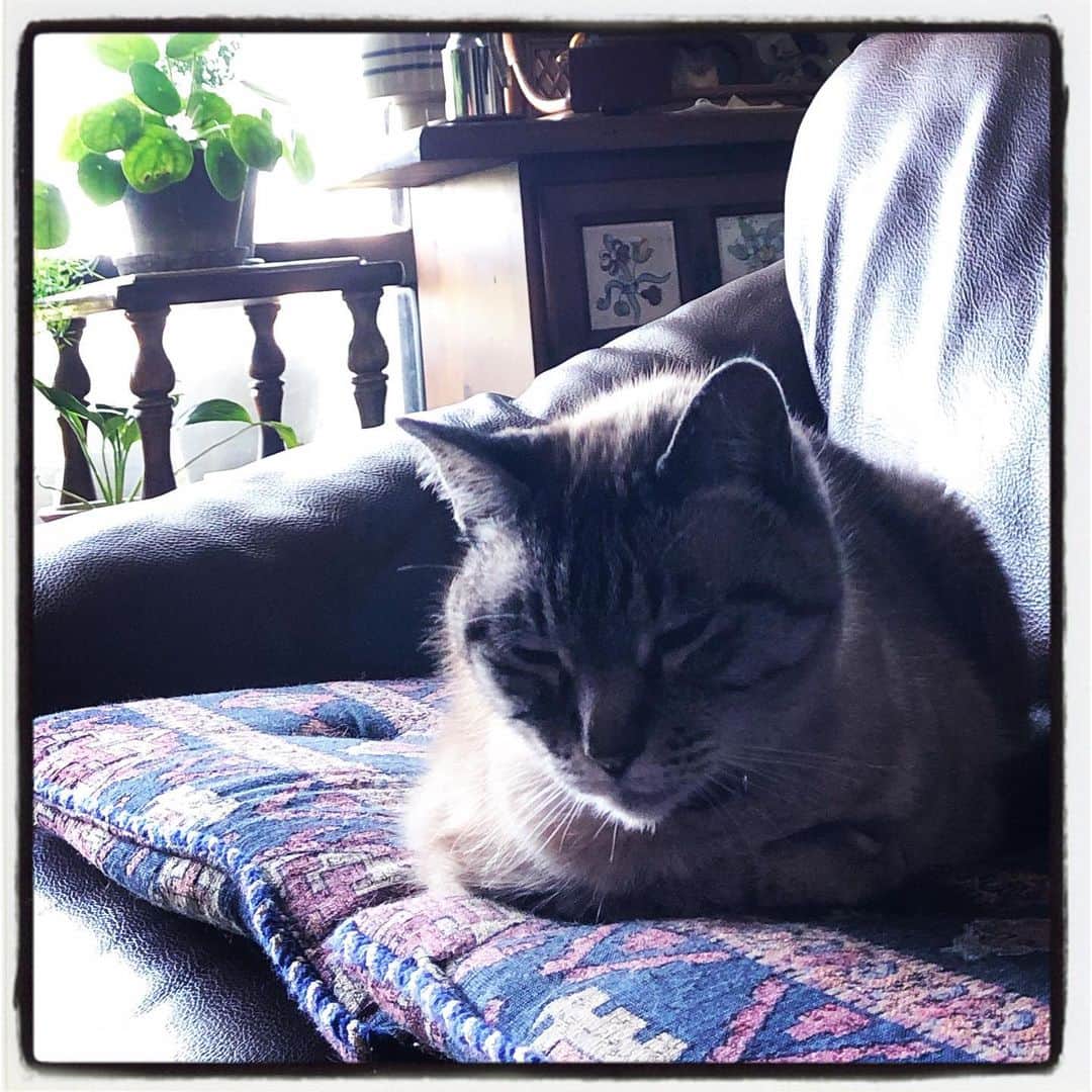 平野実穂さんのインスタグラム写真 - (平野実穂Instagram)「哀愁漂う猫🐱今年で18歳👵　#シャムトラ  #しゃむとら #cat #cats #lynxpoint #tyinc」7月6日 11時52分 - mihohiranoart