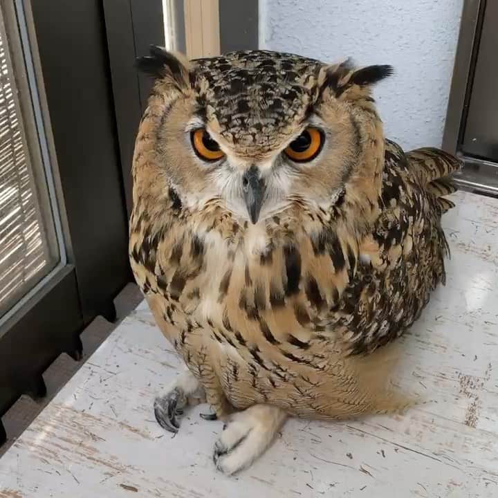 GEN3 Owlのインスタグラム：「じっ🦉👀✨ #owl #owlgaru」