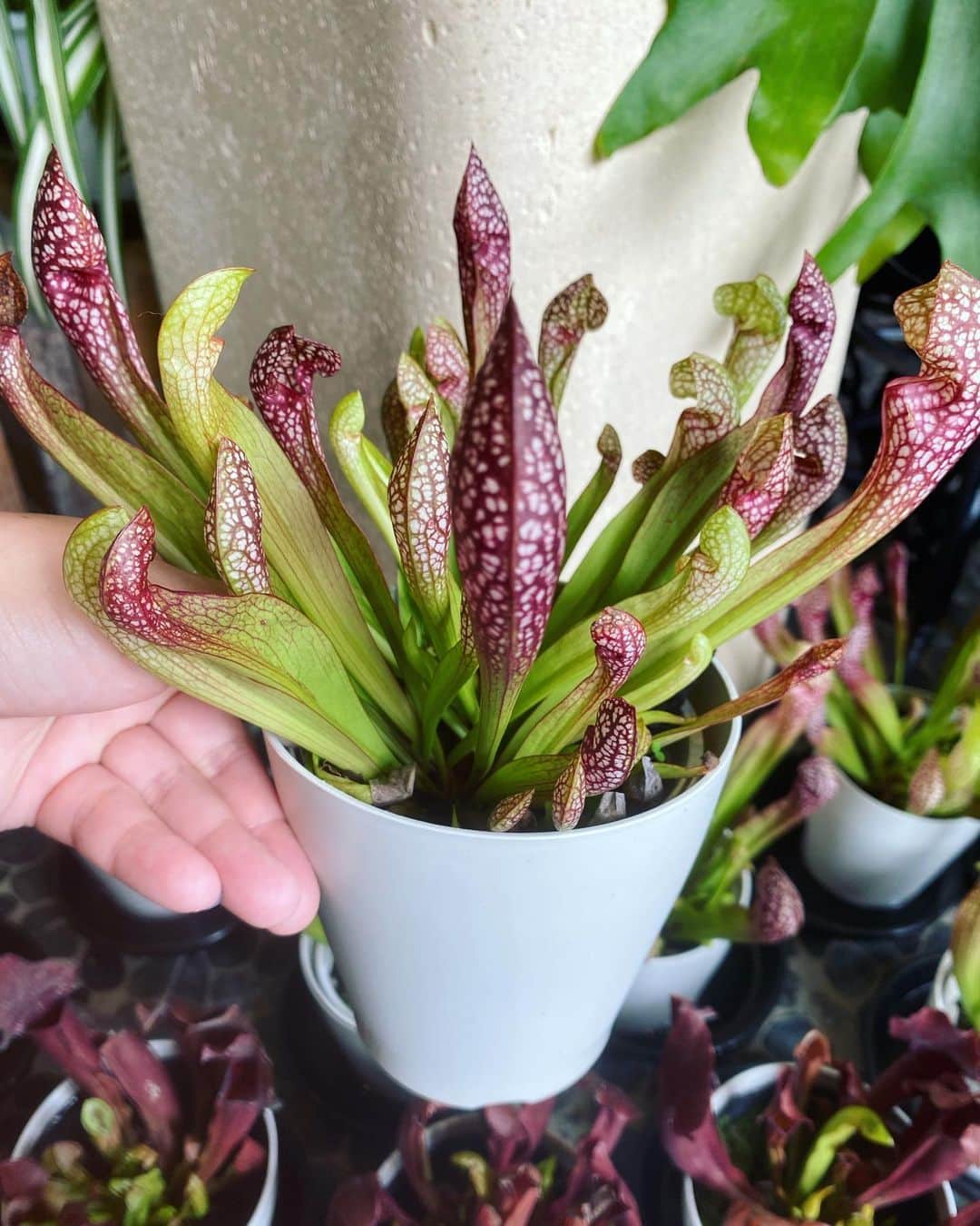 MILLE ECLAT.のグルメインスタ