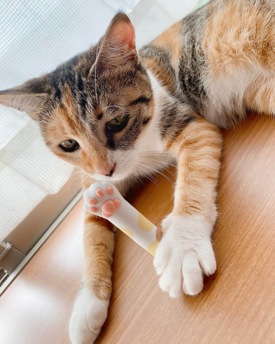 長久梨那さんのインスタグラム写真 - (長久梨那Instagram)「． マスクと‪同封されてたcatissの猫リップもかわゆ🐱💓‬ ‪ピー助とおんなじピンクの肉球🐾 素敵なプレゼントを送っていただきありがとうございます🥰 #cattis #台湾 #リップ #リップクリーム #ねこ手リップクリーム #コスメ #かわいい #肉球 #ピンク #猫 #三毛猫 #保護猫 #ねこすたぐらむ #にゃんすたぐらむ #猫好き #猫のいる暮らし #プレゼント #ありがとう #フォローミー #japan #cat #pad #pink #lipstick #taiwan #cosmetics #catsofinstagram #cute #cutecat #followme」7月6日 12時03分 - rinanagahisa