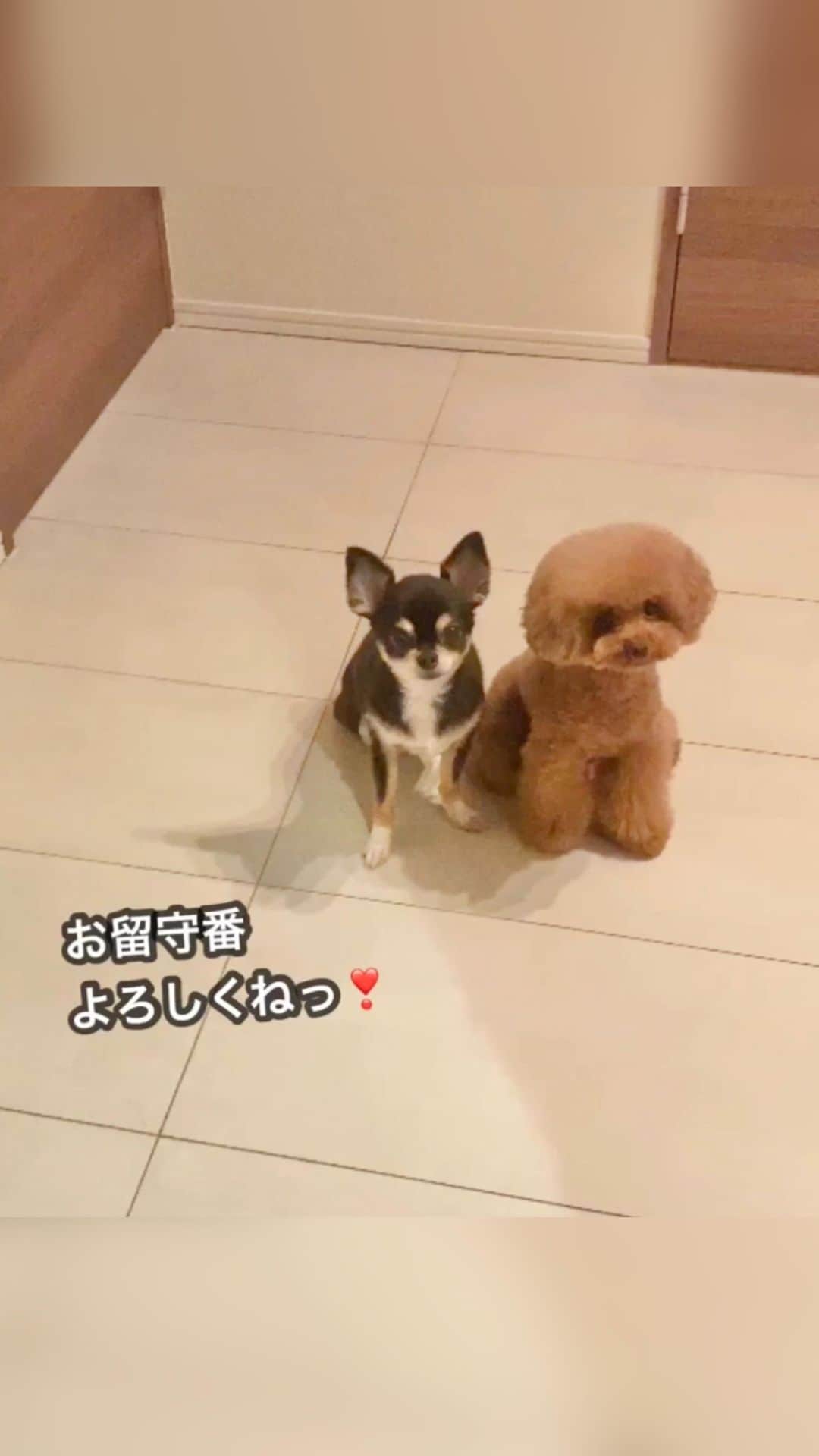 ショコラ❤︎あずき❤︎パンナのインスタグラム：「・ ドッグカメラのファーボ（ @furbo_japan ）さんより新サービス「Furboドッグシッター」がリリースされました❗️ 愛犬を見守り、リスクを察知、通知するAI機能がついたドッグシッターサービスです。 ・ アクティブ状態のわんこ達が15秒毎に自動で録画されるため、みんなの様子が細かく確認できるようになりました。 また、1日の動画を60秒のハイライトビデオに自動編集してくれる機能も追加になり、1日一回届けてくれます❣️ 今後、緊急ドッグ通知機能（AI機能がわんこの様子の変化を検知）も実装予定ということです。新機能も色々追加になり、さらに安心してFurboにお留守番をお任せできそうです😊 ・ なんと今なら90日間無料トライアル可能です！もちろんいつでもキャンセル可能なので、この機会に皆様も是非お試しください❣️ ・ 新サービス記念セール開催❣️ ・ 専用クーポンコードを使うとセール価格より更に1,000円OFF！❣️ 詳しくはこちら、またプロフィールにリンクがありますのでそちらのURLへ❗️ ・ https://jp.furbo.com/PANNA ・ クーポンコード：panna ・ #トイプードル #チワワ #わんこ #犬 #愛犬 #ペット #いぬのいる暮らし #toypoodle #poodle #chihuahua #dog #dogs #instadog #cutedog #ilovemydog #dogstagram #あずしょこぱん #Furbo #ファーボ #ドッグカメラ #ドッグシッター #PR」