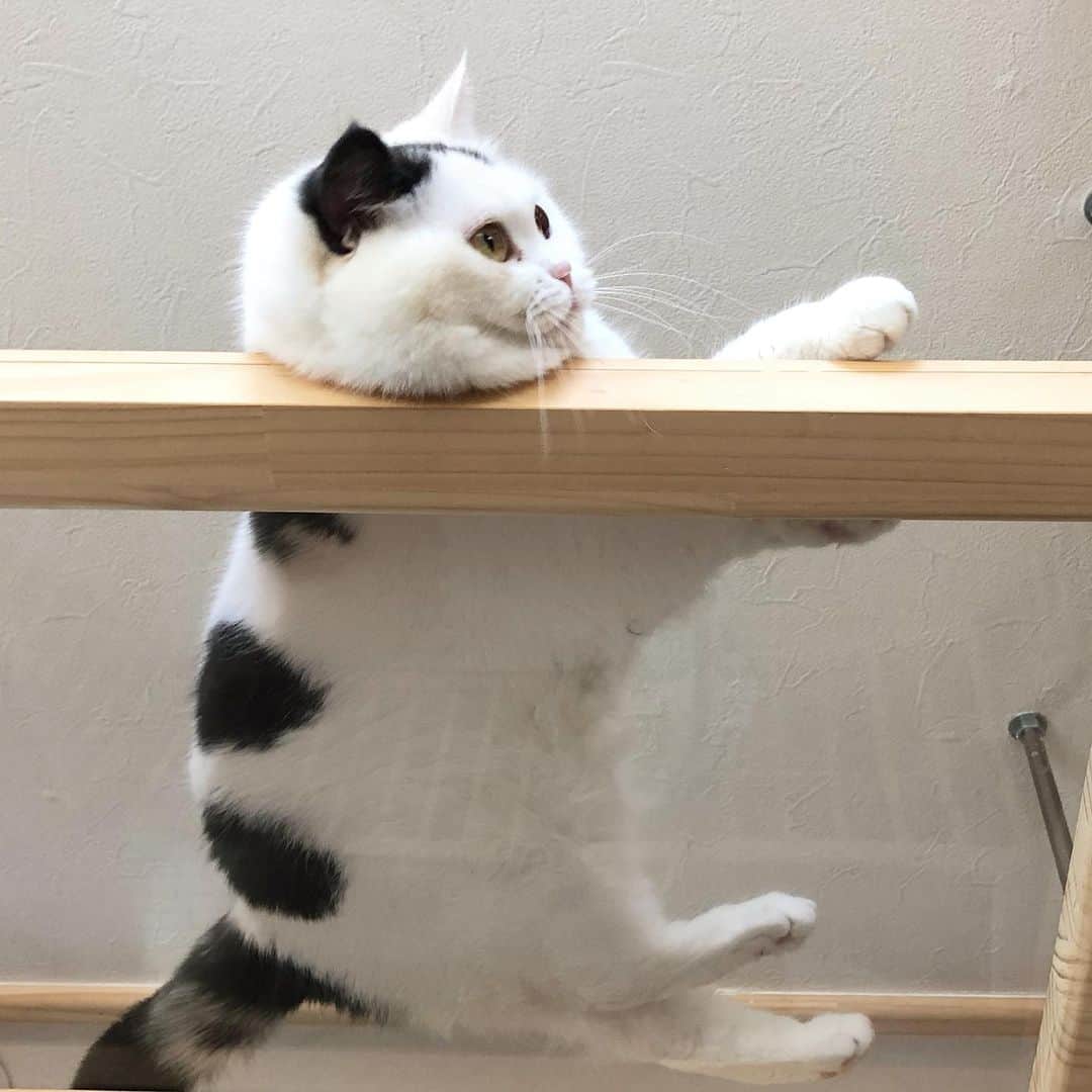 Chiyomame ちよまめのインスタグラム