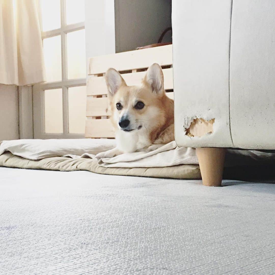 maggydaisyのインスタグラム：「_  デイジーが開けた穴を 10倍くらいにしてくれてありがとう⤵︎⤵︎  この穴、どうしますかねー　  #maggydaisymore20200706 #corgi #コーギー #犬のいる暮らし #里親」