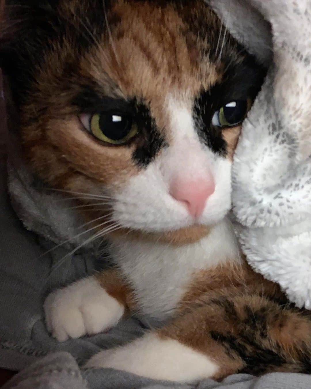 リリーのインスタグラム：「Raise your paw if you are scared of fireworks! 😿」