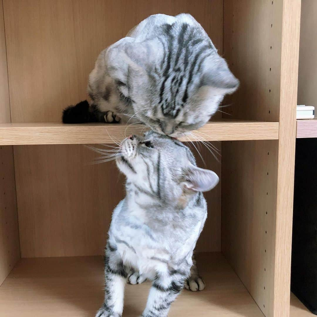 ルフさんのインスタグラム写真 - (ルフInstagram)「The kiss style by Spiderman 💋 ~ - - #cats #kiss #cute #angels #adorable #lovely」7月6日 13時19分 - lanlan731