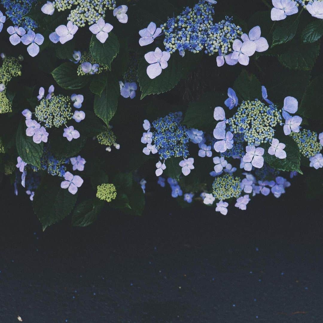 naorinmoonさんのインスタグラム写真 - (naorinmoonInstagram)「咲いてきた咲いてきた」7月6日 13時24分 - naorinmoon