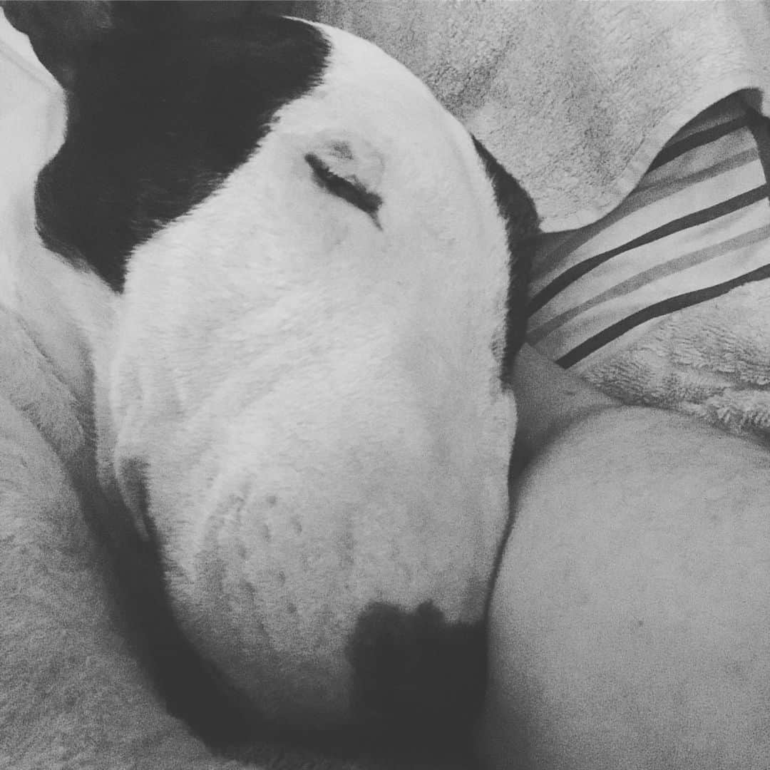 Q太郎さんのインスタグラム写真 - (Q太郎Instagram)「#minituru#bull#terrier#minibullterrier#miniturubullterrier#dog#dogstagram#cute#qtaro#love#family#ミニチュア#ブルテリア#ミニチュアブルテリア#Q太郎」7月6日 13時37分 - qtaro.jun