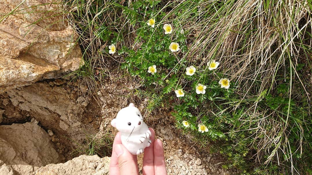 桜花さんのインスタグラム写真 - (桜花Instagram)「こんにちはでございマウンテン🗻🍀  オコジョとチングルマ夢の共演です🍀🗻🌷🌷🌷  オコジョに会いたい🌷  #オコジョ  #チングルマ #高山植物   #山  #こんにちは  #こんにちはでございマウンテン」7月6日 13時38分 - mountainohka