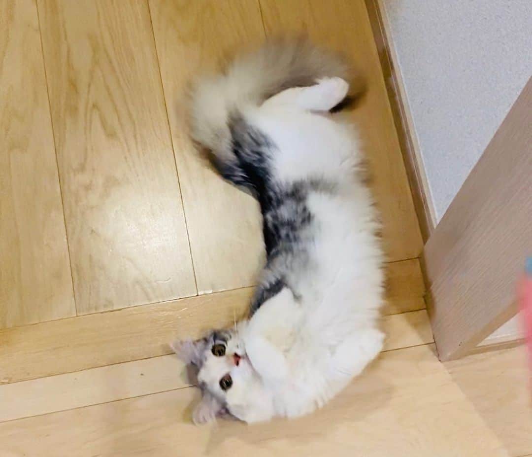 桜咲千依のインスタグラム：「ヘソ天まであと少し....。  #猫 #マンチカン #ほたて」